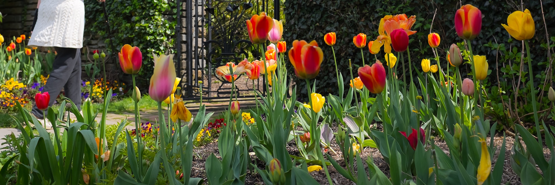 Tulips at Dumbarton Oaks in Georgetown, Washington DC, USA.