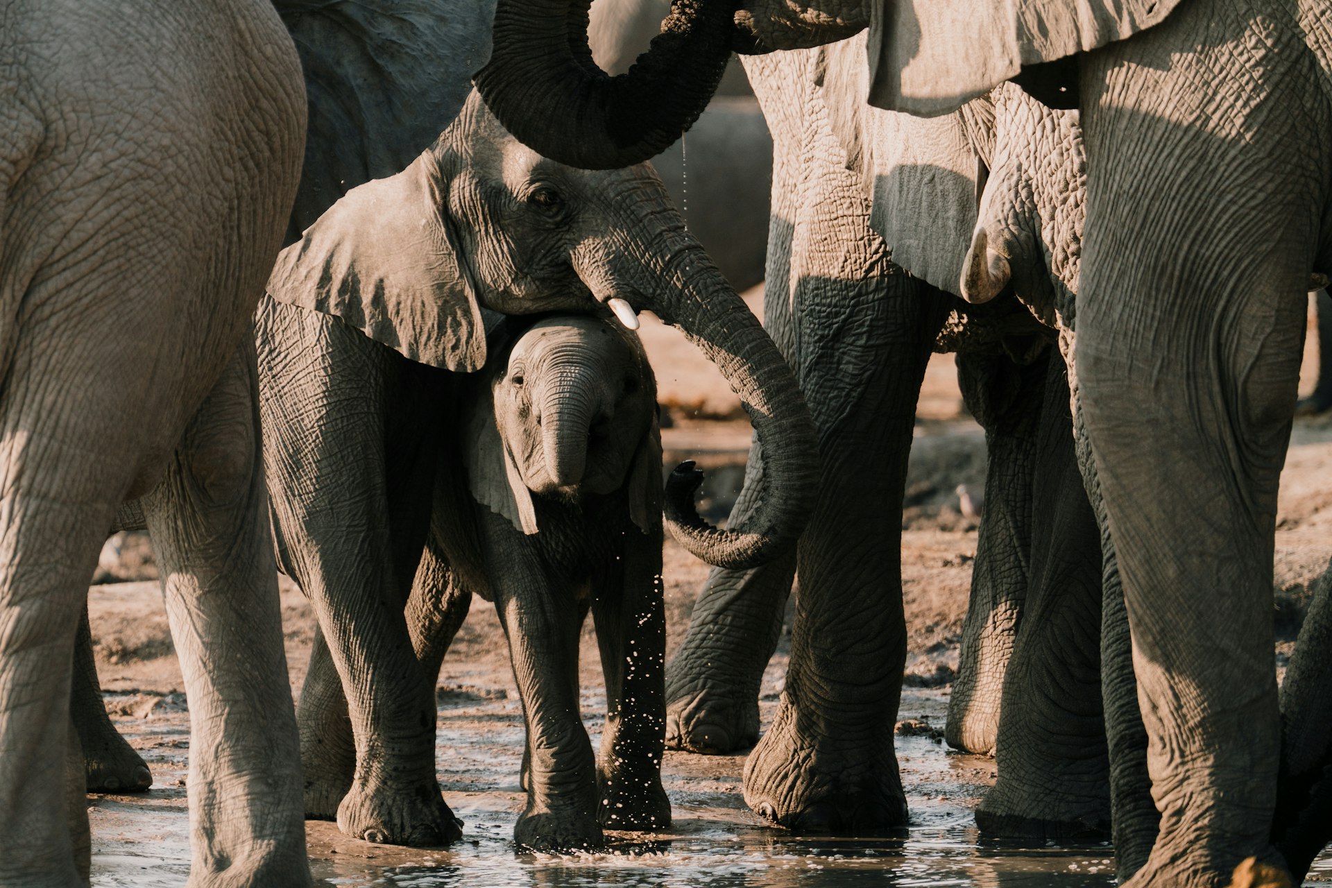 Elephants at a waterhole in Botswana