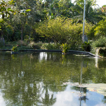 The Miami Beach Botanical Garden
1007098088
the miami beach botanical garden, garden