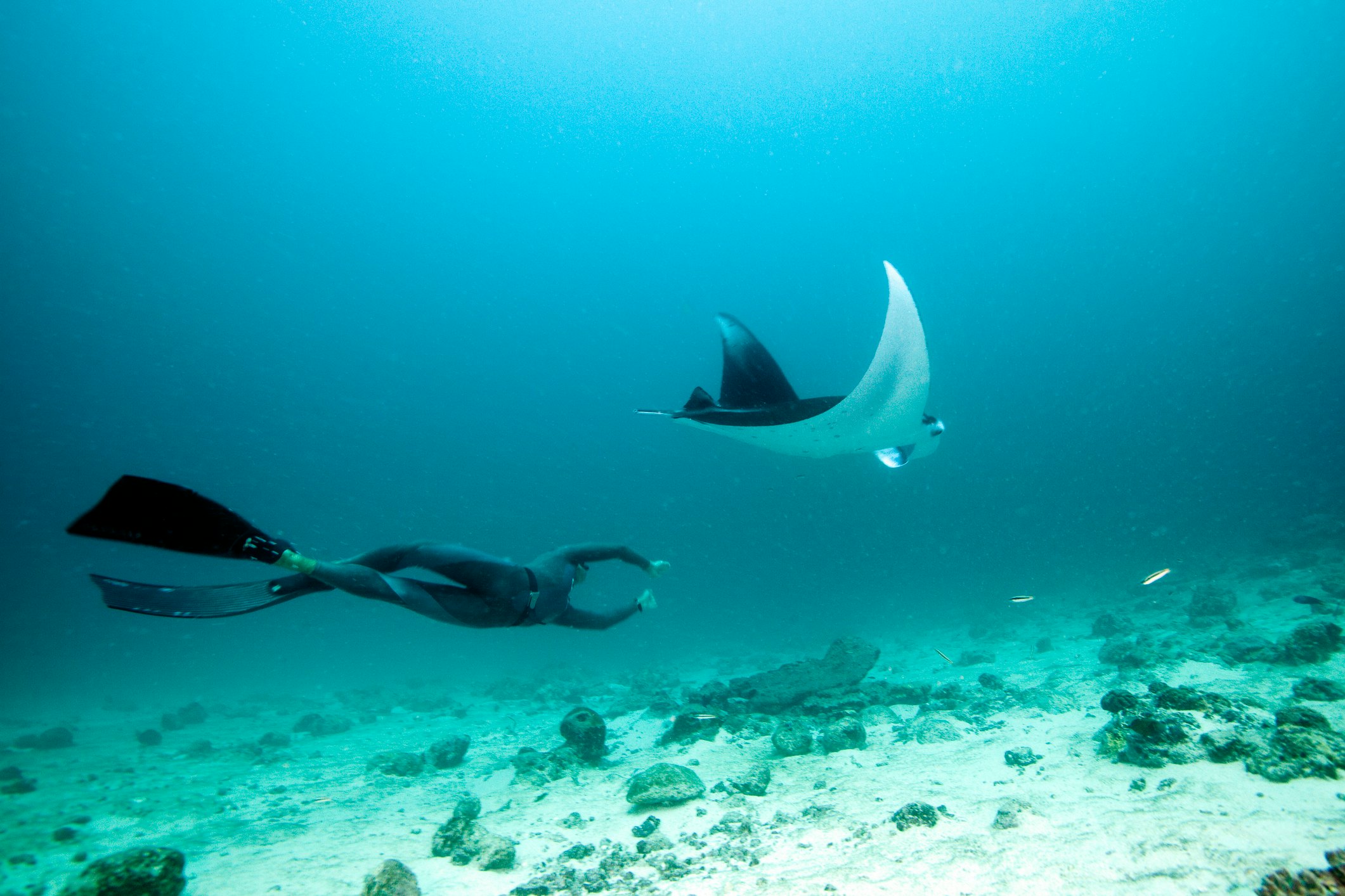 A diver wearing long black fins and a wetsuit swims beneath a large manta ray underwater.