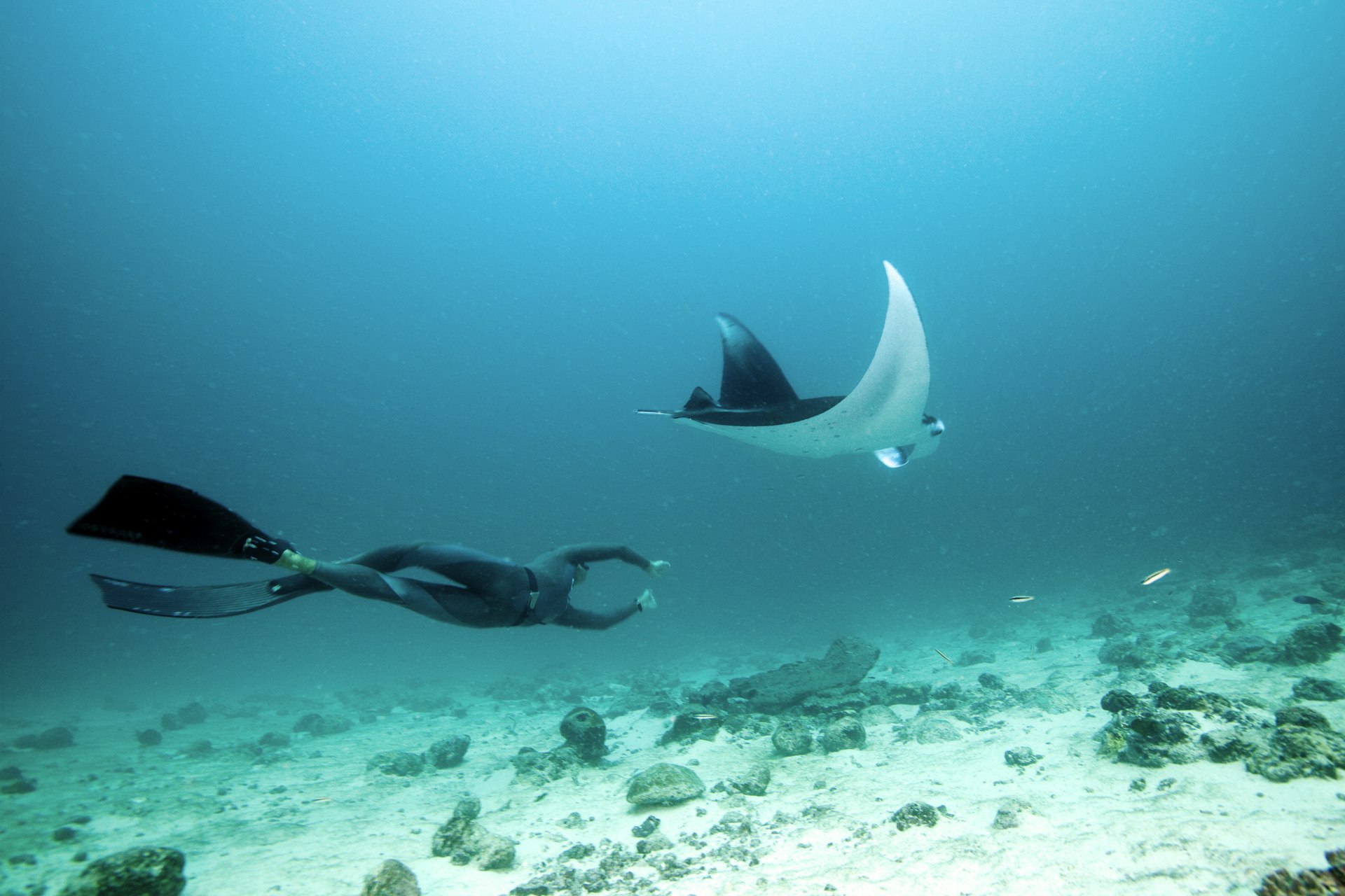 A person diving alongside a manta ray in the Maldives