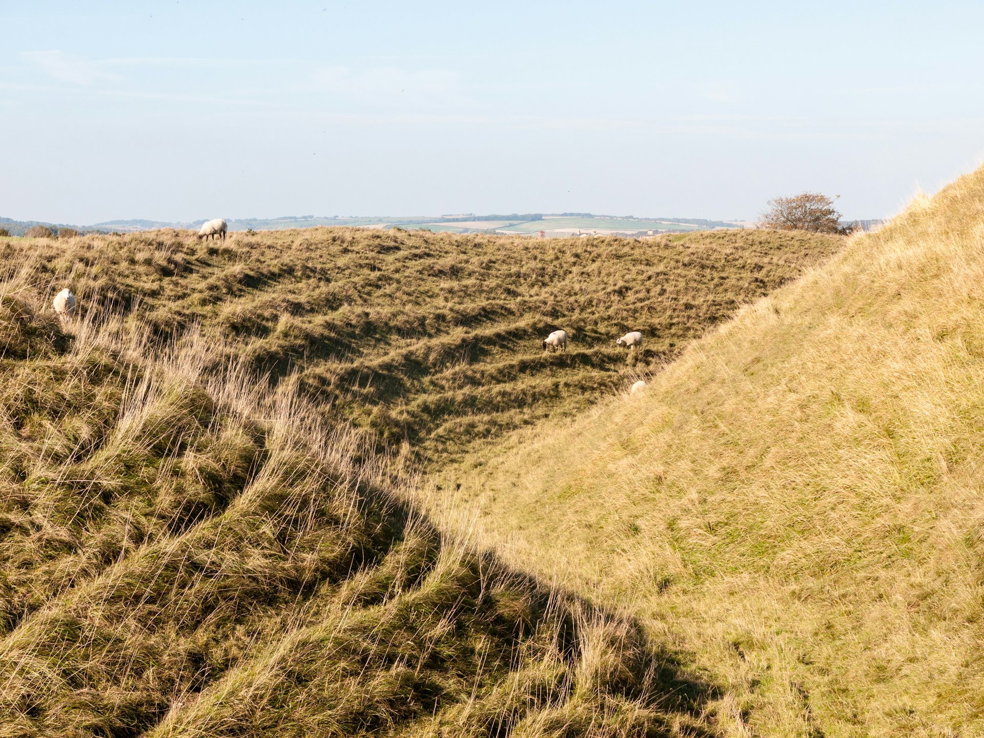 Sheep graze on a grassy rampart at the Maiden Castle, Dorset