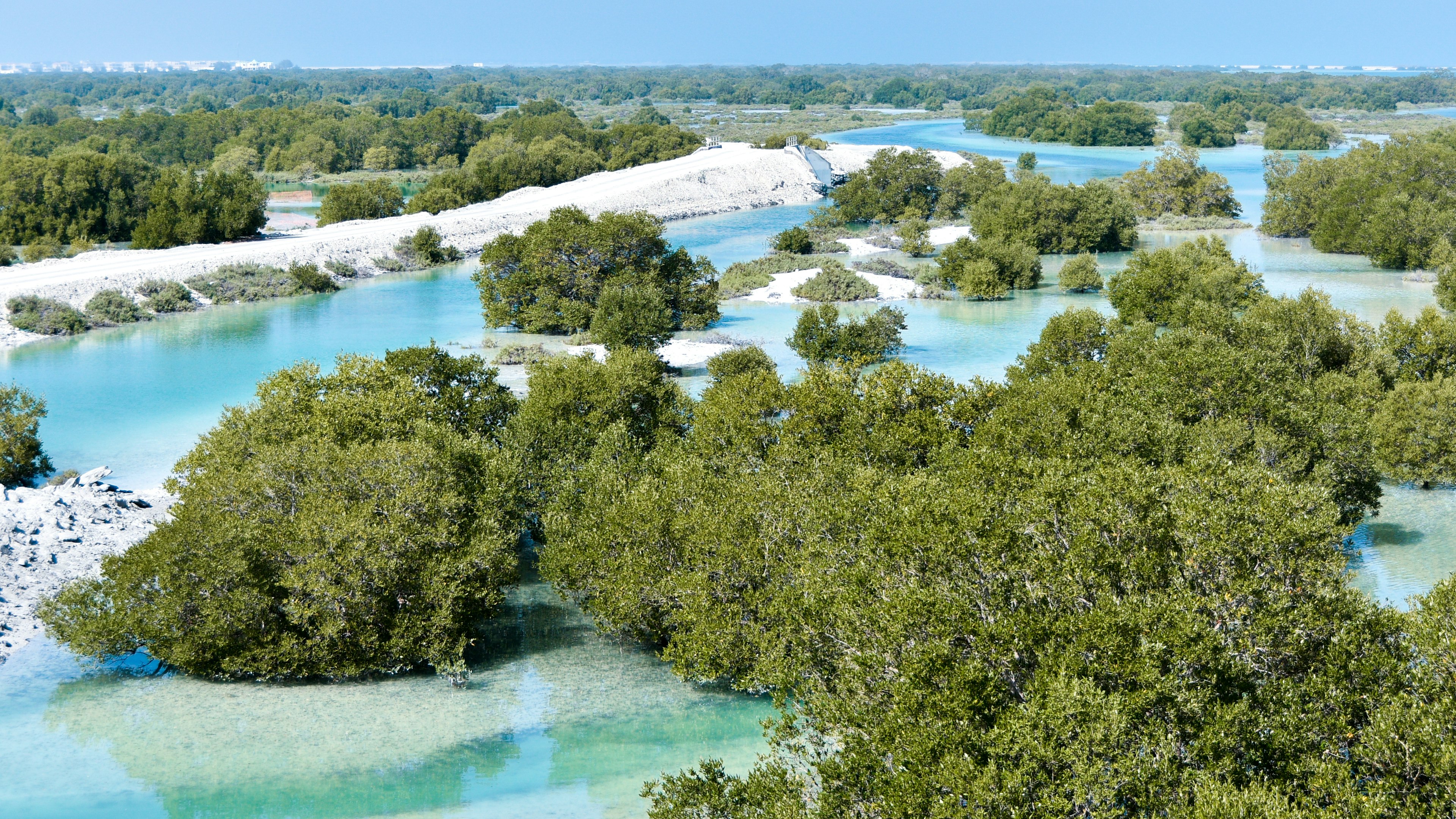 An aerial view of a mangrove forest with green trees and bright blue water