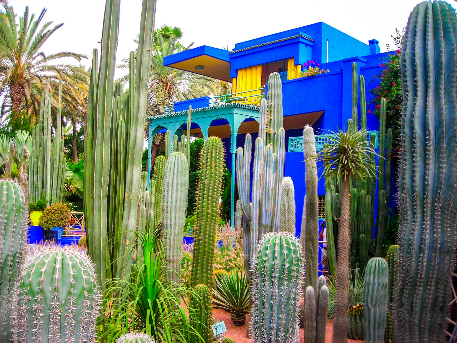 An exotic cactus in Jardian Majorelle, Marrakech with a variety of tall, spiky cacti positioned in front of a strikingly blue building with yellow window frames. The sky above is overcast, providing a soft light that accentuates the architectural beauty of the structure and the sculptural forms of the cacti