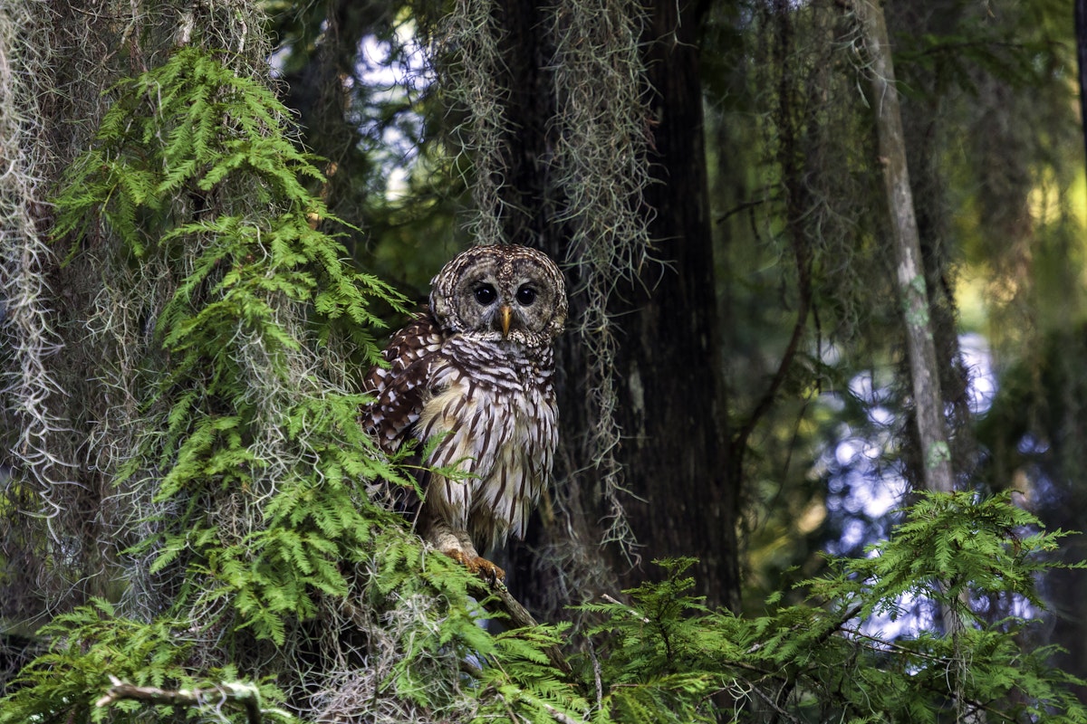 Barred Owls (Strix varia) have been a part of the natural scene for many, many thousands of years and can be found from Maine to Florida. They have a distinctive rich baritone "voice" But, you are more likely to hear one than see one because of their camouflage coloration.
1254417688