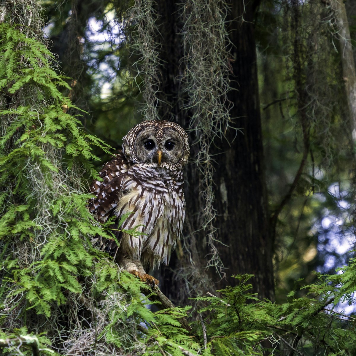 Barred Owls (Strix varia) have been a part of the natural scene for many, many thousands of years and can be found from Maine to Florida. They have a distinctive rich baritone "voice" But, you are more likely to hear one than see one because of their camouflage coloration.
1254417688
