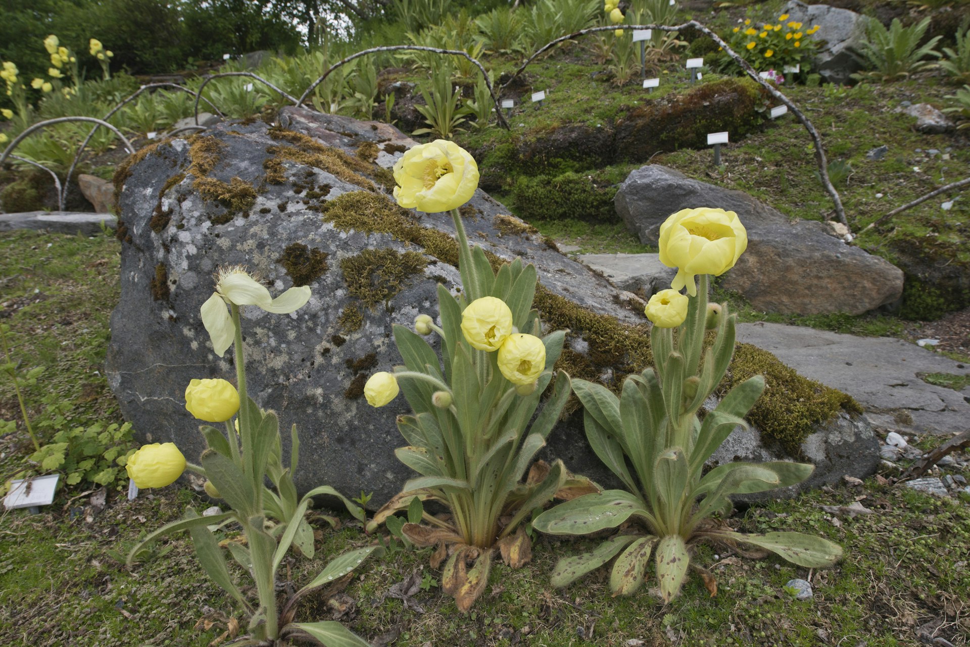 Rocky terrain in a high-altitude garden setting at Arctic–Alpine Botanic Garden, Norway, where bright yellow poppies (Meconopsis integrifolia)bloom against the moss-covered stones. Various alpine plants fill the garden, and small labels provide information about the species. The overcast sky suggests a cool, moist climate typical of mountainous regions