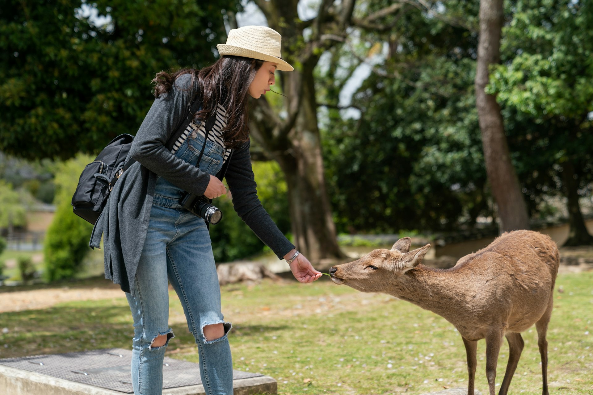A woman feeding a wild deer some grass in the park at Tōdai-ji Buddhist temple in Nara, Japan, on a sunny day.