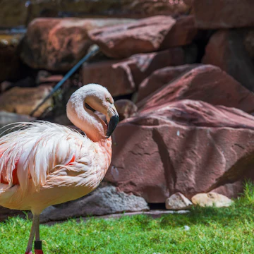 Beautiful view of cute flamingo standing on green grass near large stones. USA.
1455539246
animals, background, beautiful, beautiful backgrounds, big rocks, birds, close up, closeup, color, cute flamingo, exotic, fauna, feathers, flamingos, flock, flora, gorgeous flamingos, green, landscape, natural, nature background, object, outdoor, park, pink, pink flamingo, pink flamingos, rock, stones, tropical, view, wild, wildlife