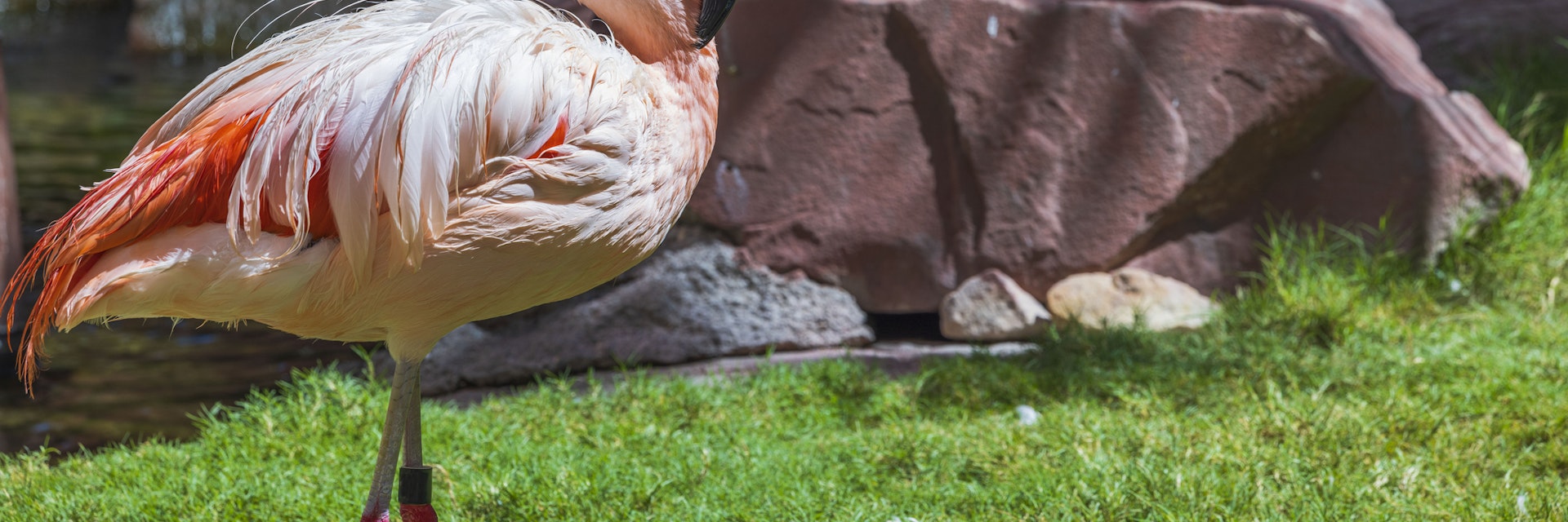 Beautiful view of cute flamingo standing on green grass near large stones. USA.
1455539246
animals, background, beautiful, beautiful backgrounds, big rocks, birds, close up, closeup, color, cute flamingo, exotic, fauna, feathers, flamingos, flock, flora, gorgeous flamingos, green, landscape, natural, nature background, object, outdoor, park, pink, pink flamingo, pink flamingos, rock, stones, tropical, view, wild, wildlife