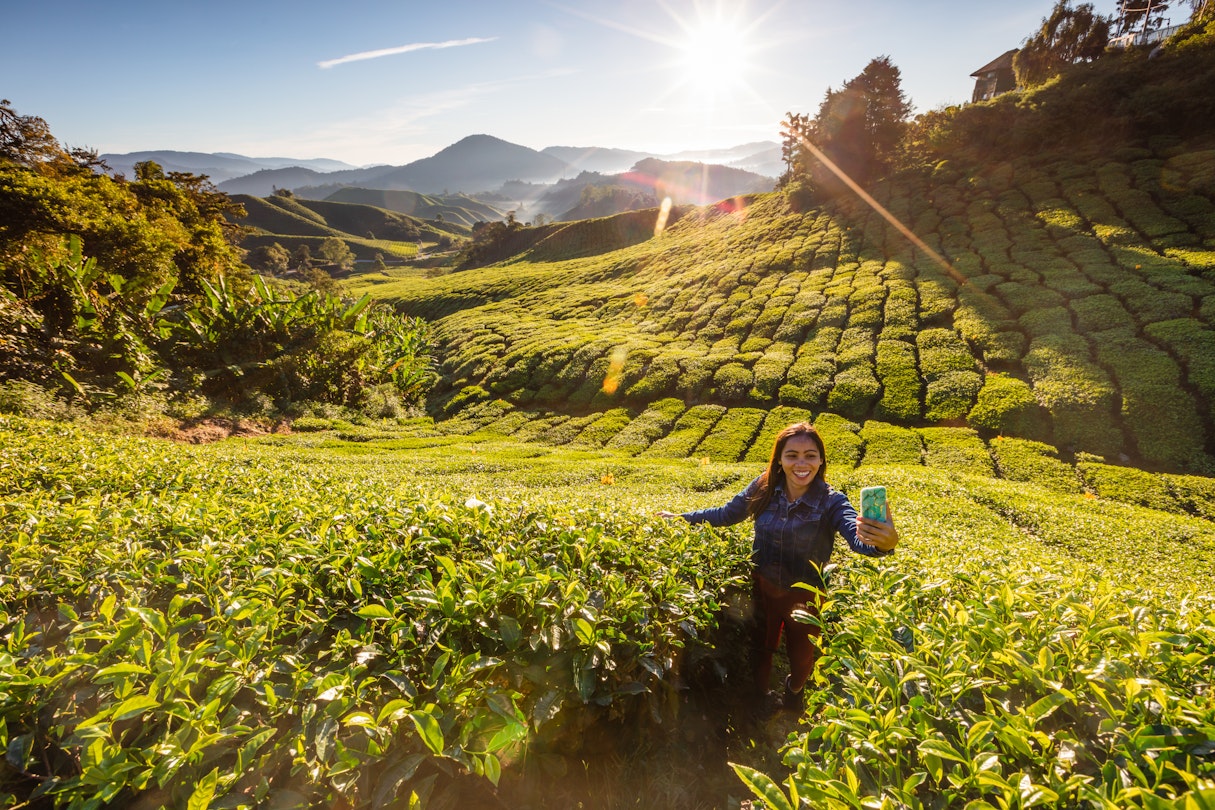 Asian woman visiting the tea plantations, Cameron Highlands, Pahang, Malaysia
1458153491