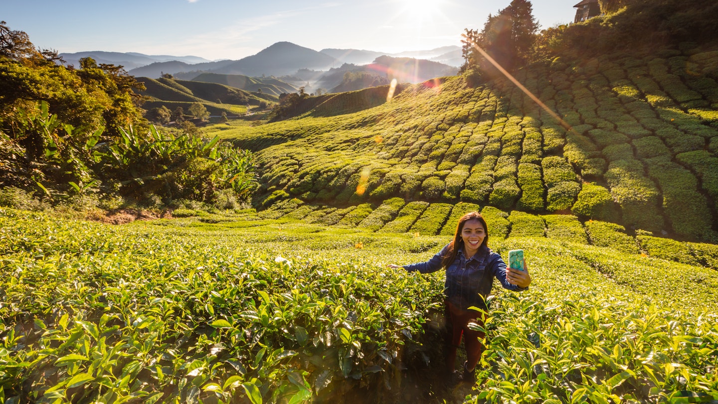 Asian woman visiting the tea plantations, Cameron Highlands, Pahang, Malaysia
1458153491
