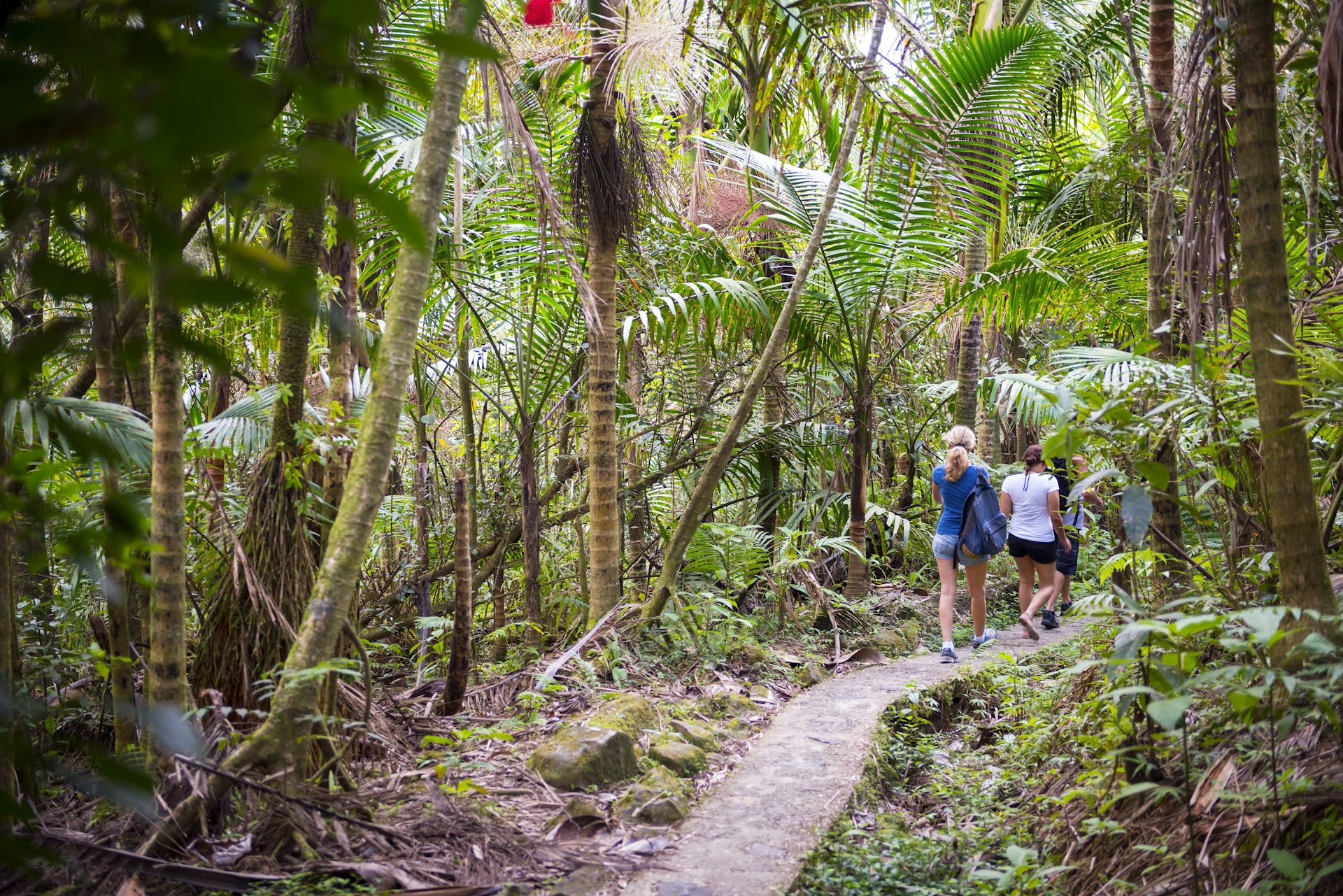 Three people walking on a path at El Yunque National Forest, Puerto Rico