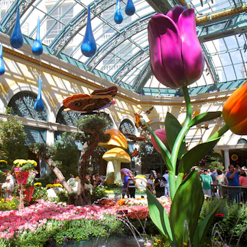 Conservatory & Botanical Gardens at the Bellagio. (Photo by: Jeffrey Greenberg/Universal Images Group via Getty Images)
630060396
South Las Vegas Boulevard, Conservatory & Botanical Gardens, giant tulips