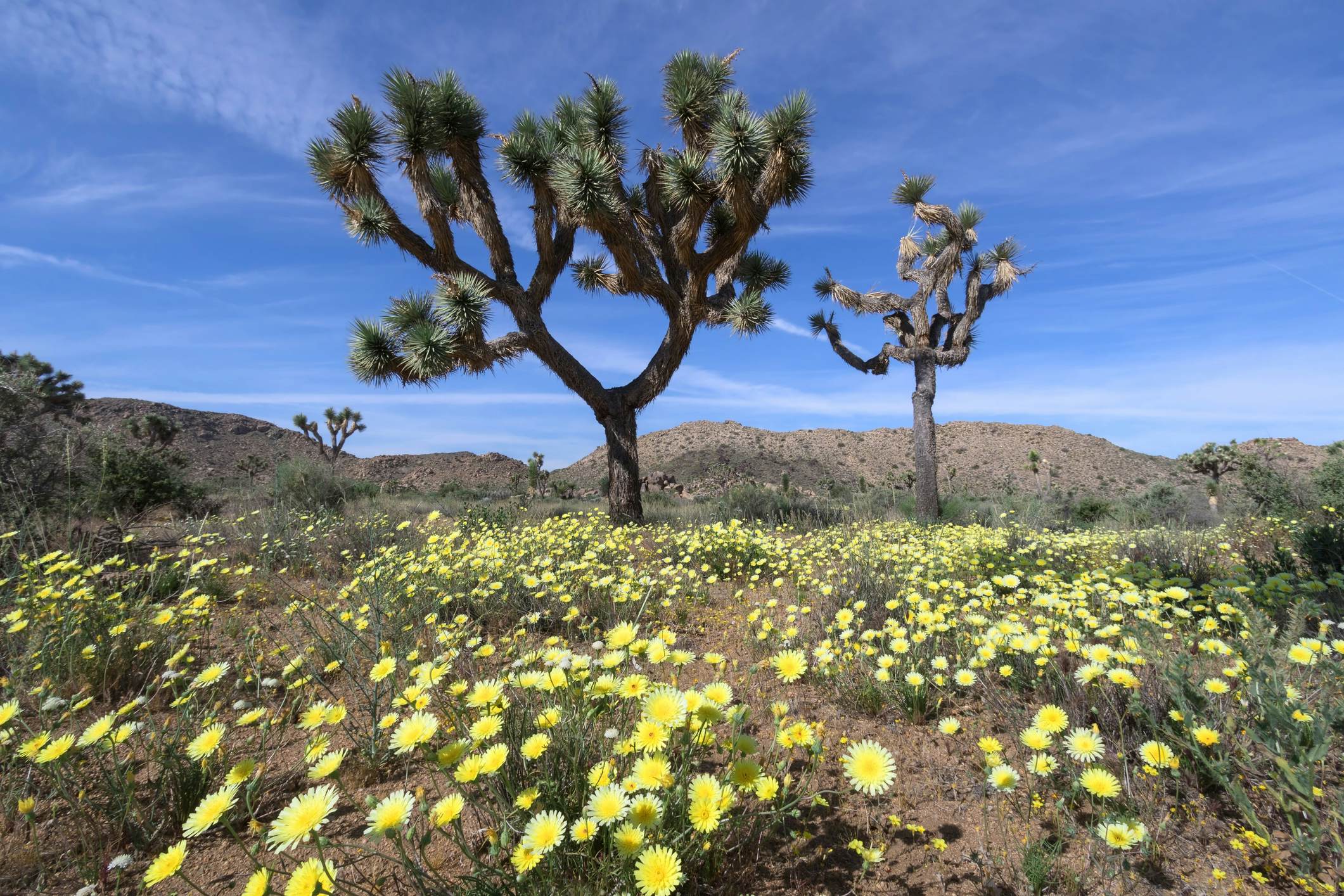 829157578
super bloom