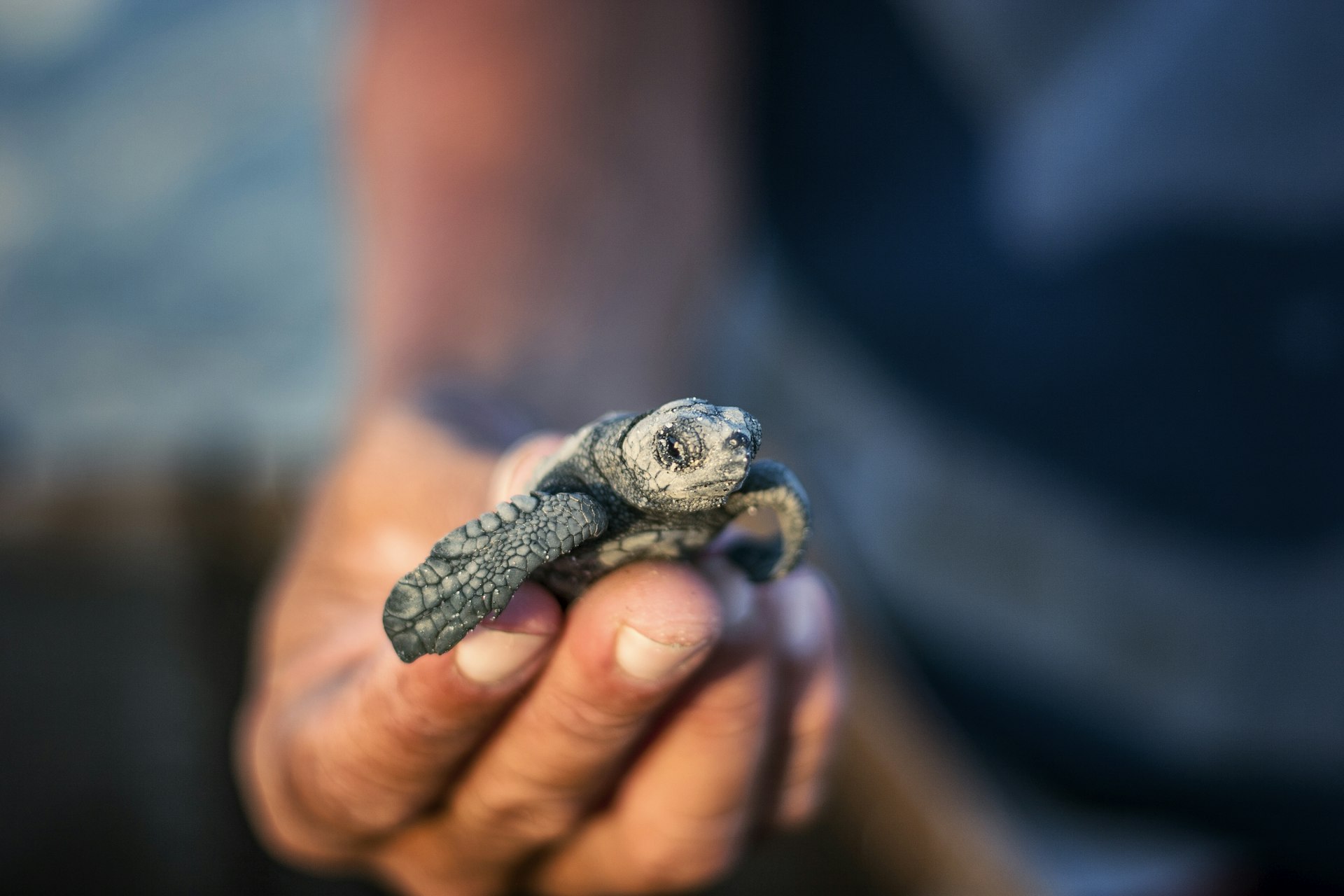 Holding a baby loggerhead sea turtle just before letting it go to open sea, Baja California Sur, Mexico