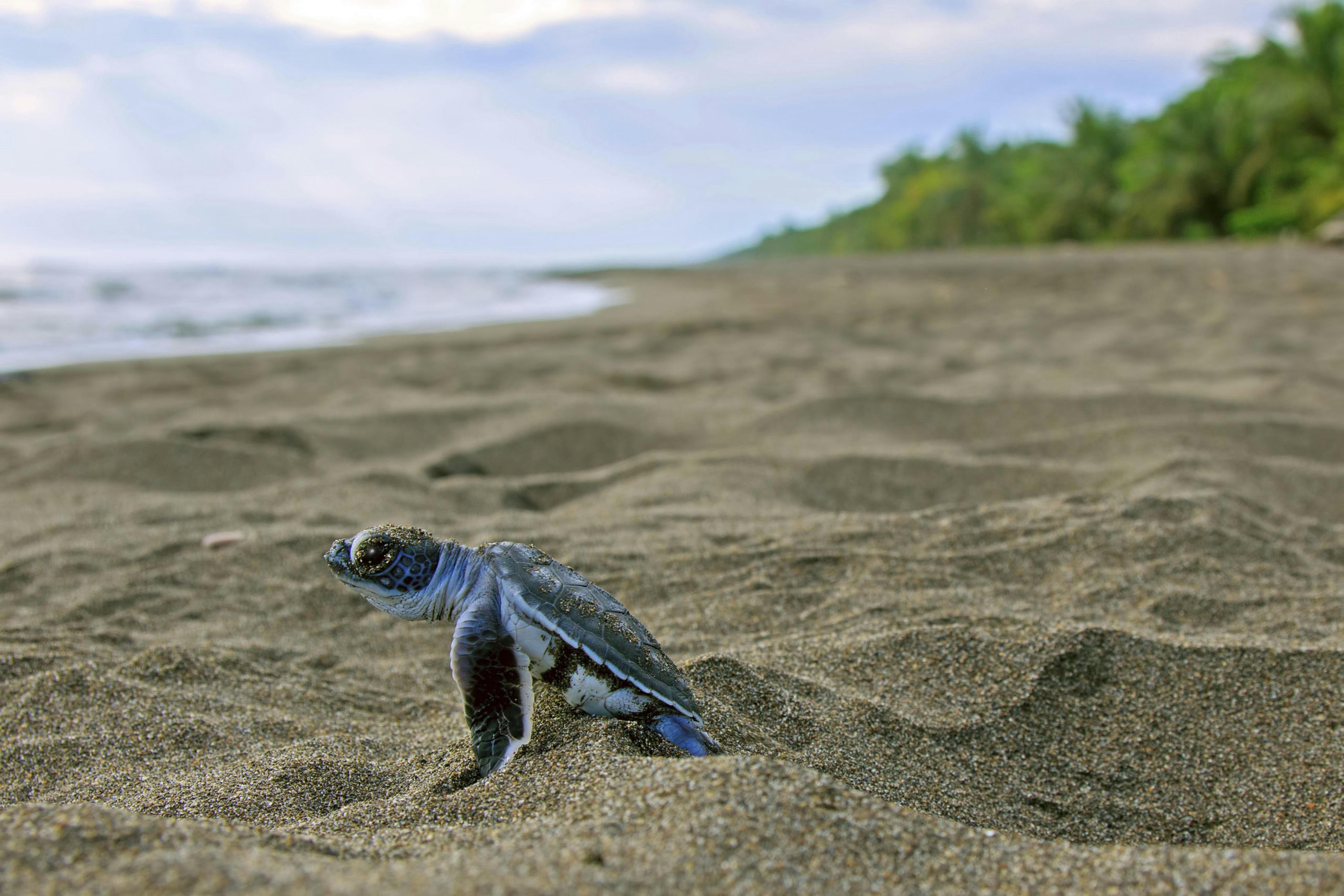 A tiny sea turtle crawls up from the sand.