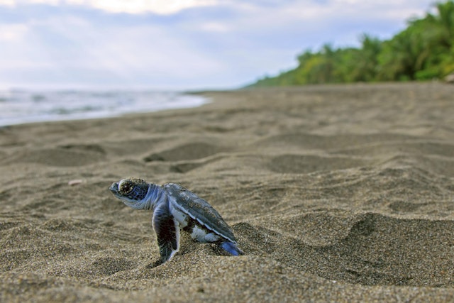 A tiny sea turtle peeks up from its nest in the sand on a Costa Rican Beach