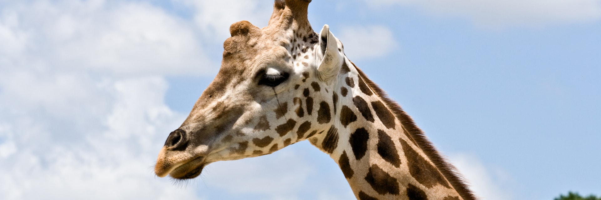 95523802
long neck