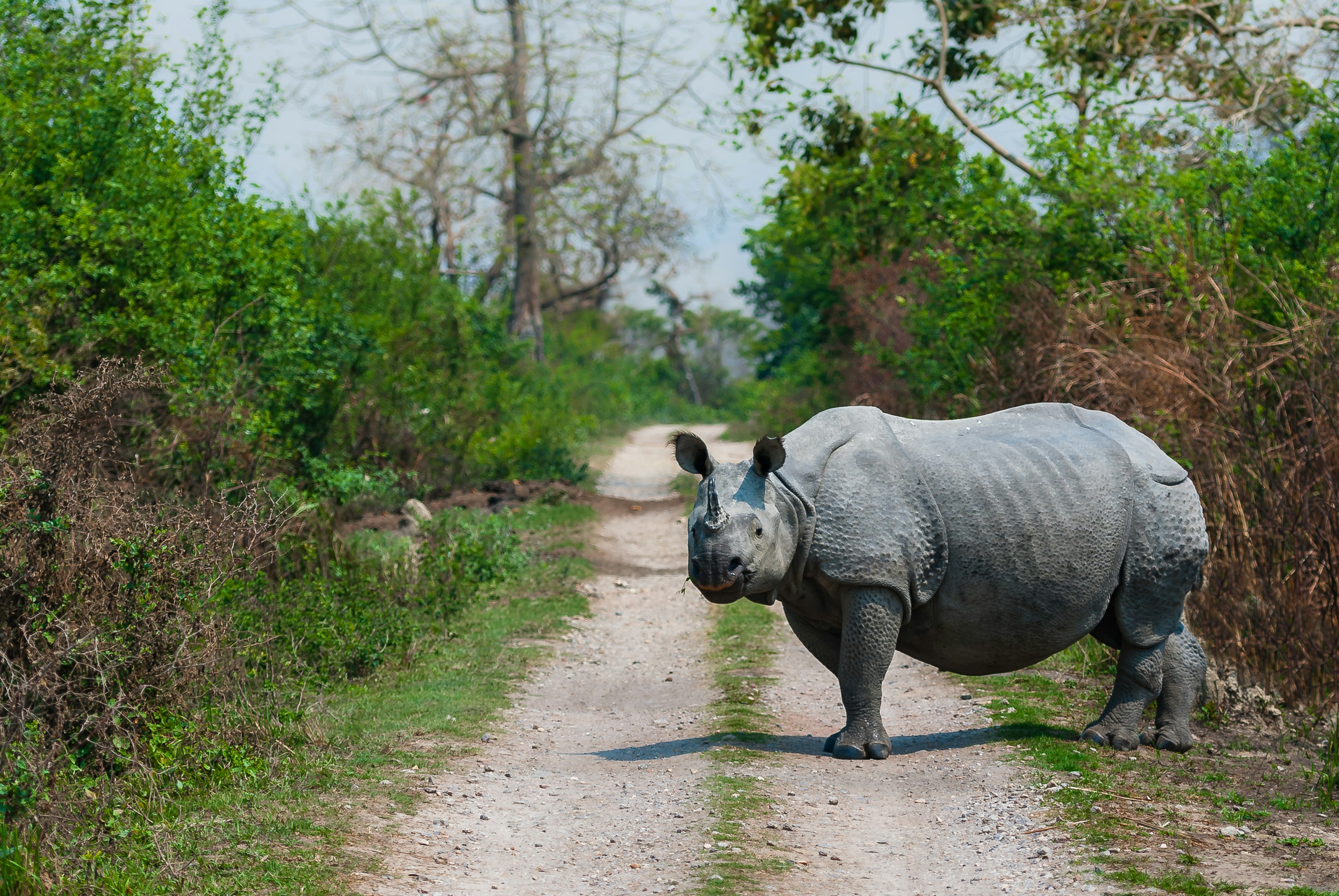 A one-horned rhino stands on a track in Kaziranga National Park, India