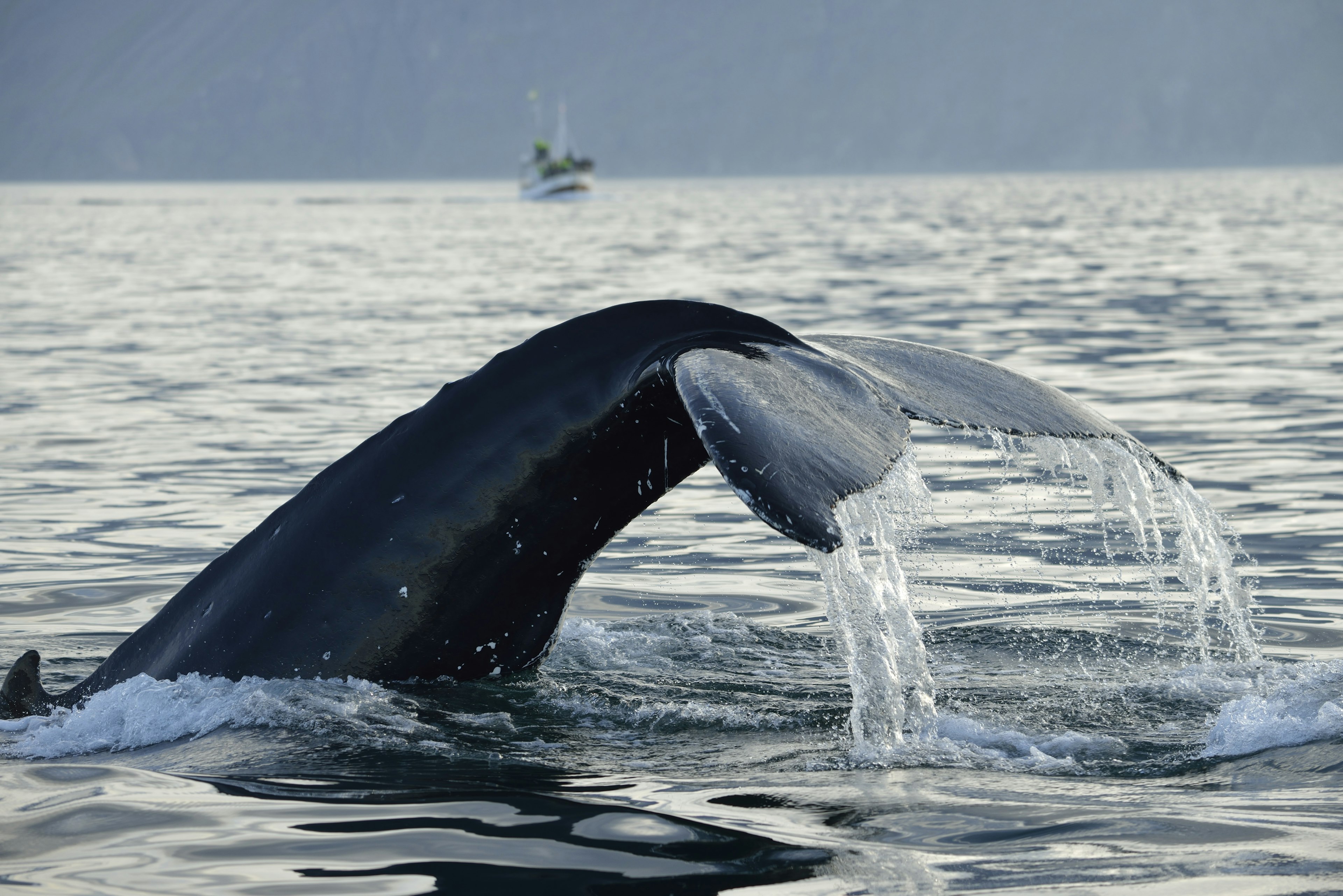 A Humpback Whale dives off the northern coast of Iceland