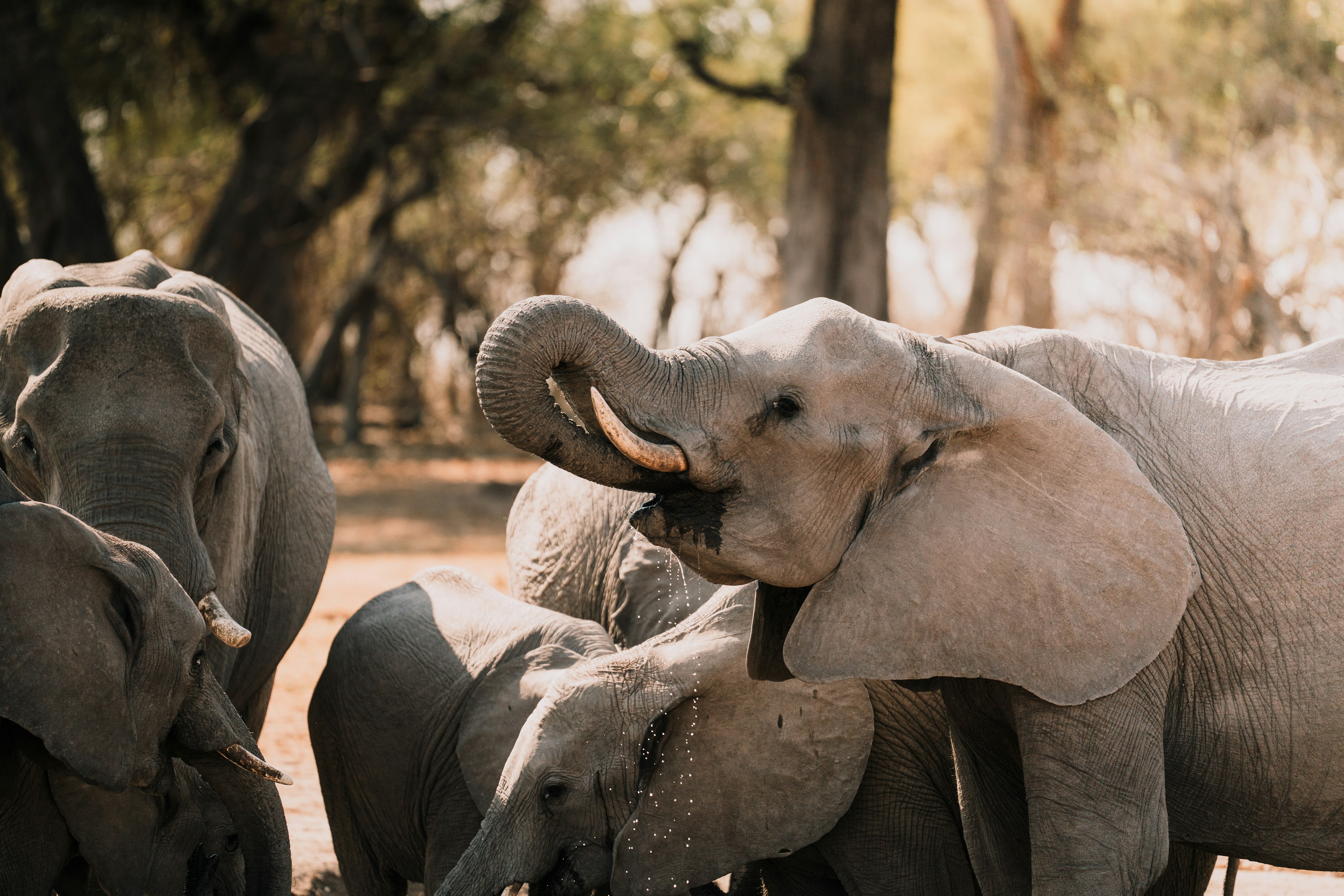 A group of elephants drink water from a watering hole in Botswana