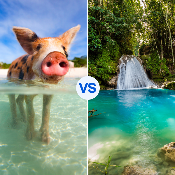 A pig swims in the bahamas; a waterfall in Jamaica