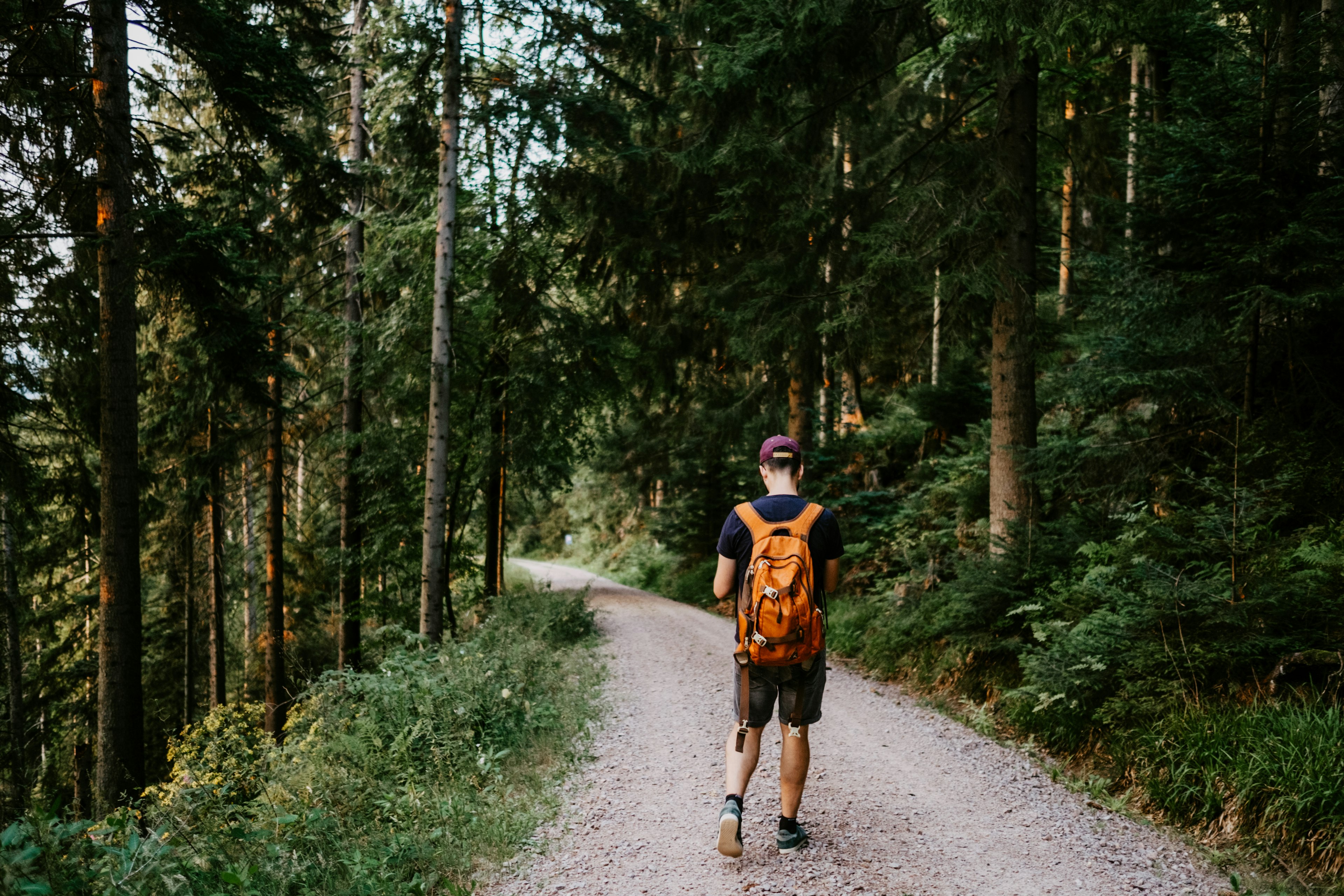 A man walking on a path through the Black Forest with tall trees each side