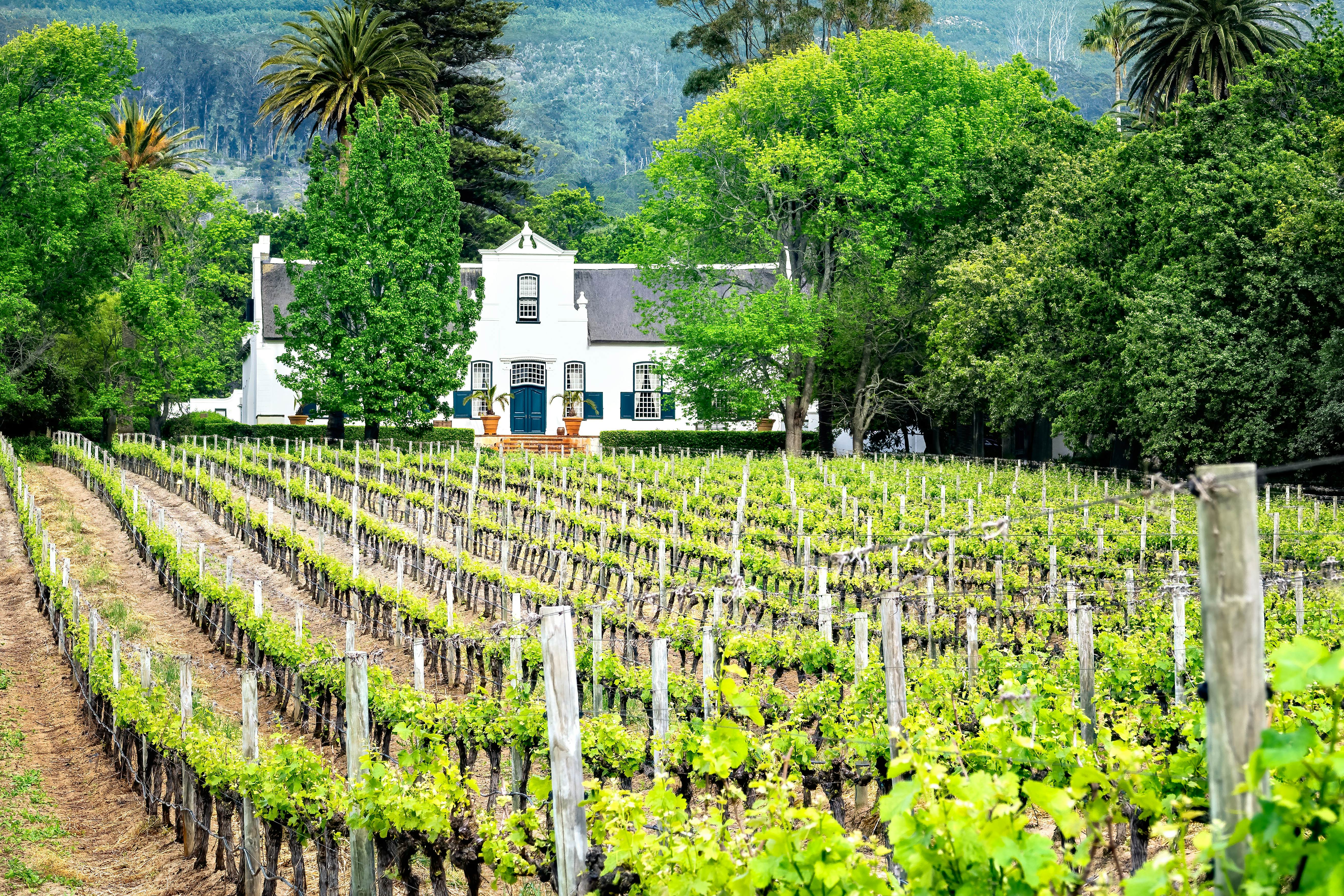 Buitenverwachting Wine Estate, Constantia, Cape Town, Western Cape, South Africa.
1309062551
vine, buitenverwachting, spring