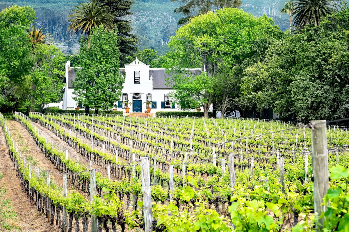 Buitenverwachting Wine Estate, Constantia, Cape Town, Western Cape, South Africa.
1309062551
vine, buitenverwachting, spring