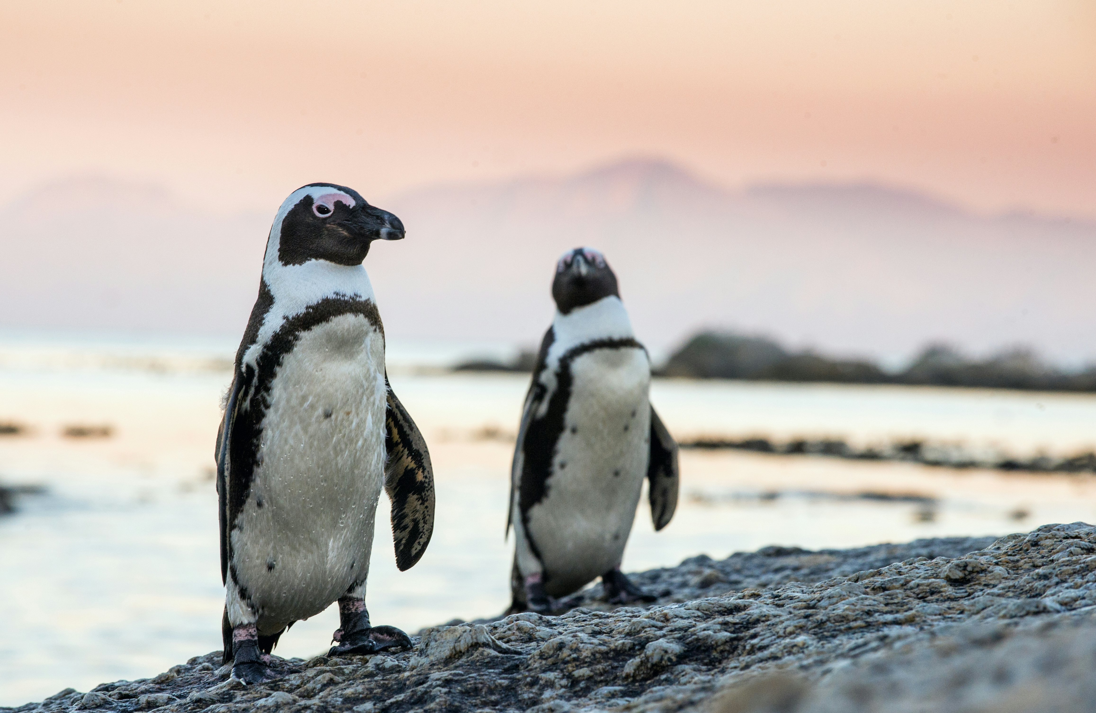 African penguins on the stone in evening twilight. African penguin ( Spheniscus demersus) also known as the jackass penguin and black-footed penguin. Boulders colony. South Africa
628098086
Endangered Species, Wilderness Area, Stone - Object, Sea Life, Colony, Two Animals, Water Bird, Bird Watching, Arrival, Coastline, Dusk, Dawn, Twilight, Cute, Jackass Penguin, Animal Foot, Animal Wing, Fun, Wildlife, Nature, South Africa, Uncultivated, Animals In The Wild, Penguin, Sea Bird, Freshwater Bird, Bird, Animal, Sunset, Boulder - Rock, Sand, Pacific Ocean, Atlantic Ocean, Sea, Surf, flightless, Footed, south-africa, blackfooted, black-footed, Life, Aquatic