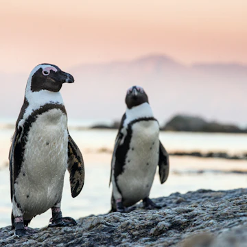 African penguins on the stone in evening twilight. African penguin ( Spheniscus demersus) also known as the jackass penguin and black-footed penguin. Boulders colony. South Africa
628098086
Endangered Species, Wilderness Area, Stone - Object, Sea Life, Colony, Two Animals, Water Bird, Bird Watching, Arrival, Coastline, Dusk, Dawn, Twilight, Cute, Jackass Penguin, Animal Foot, Animal Wing, Fun, Wildlife, Nature, South Africa, Uncultivated, Animals In The Wild, Penguin, Sea Bird, Freshwater Bird, Bird, Animal, Sunset, Boulder - Rock, Sand, Pacific Ocean, Atlantic Ocean, Sea, Surf, flightless, Footed, south-africa, blackfooted, black-footed, Life, Aquatic
