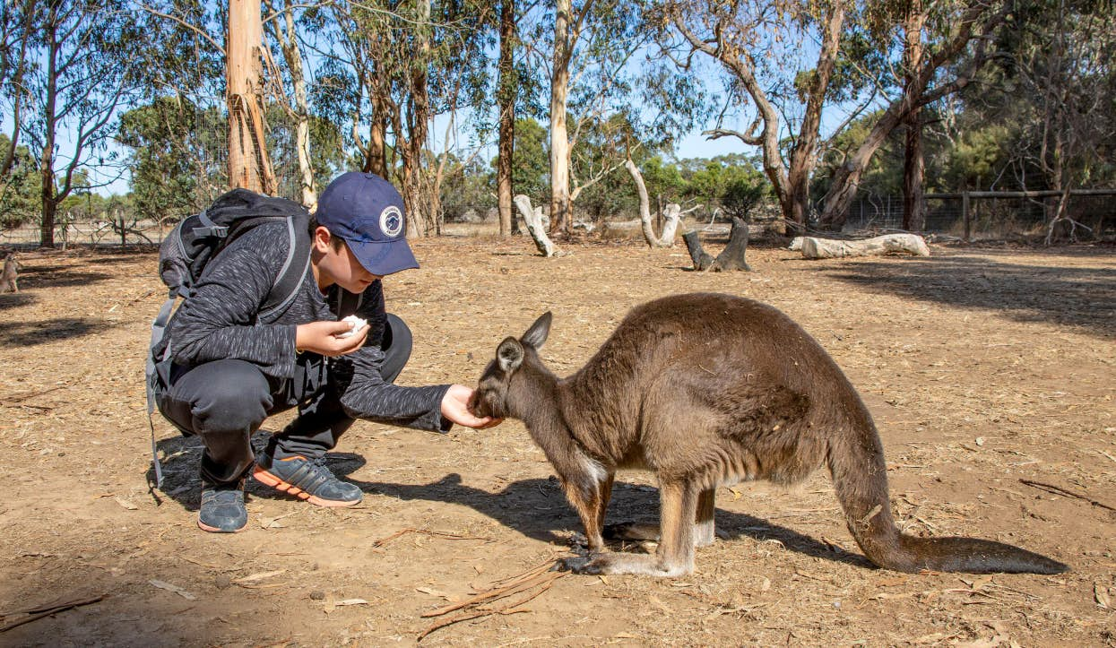 A person feeding a kangaroo