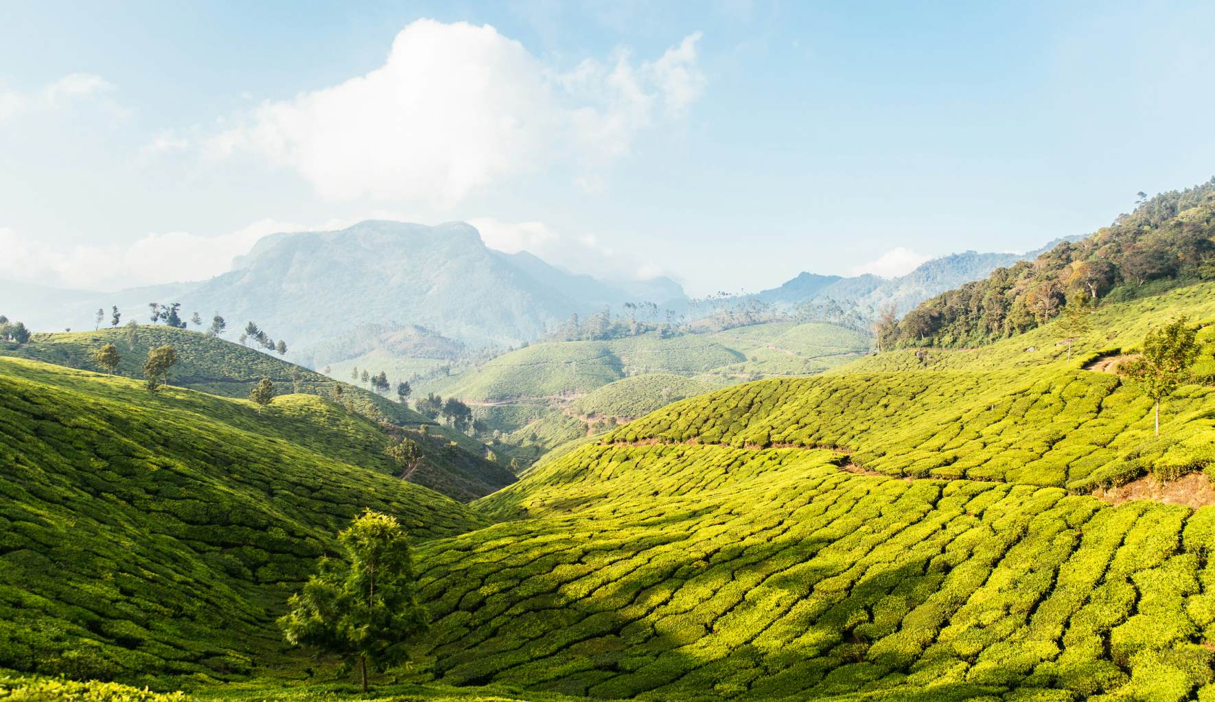 Tea plantations in Kerala