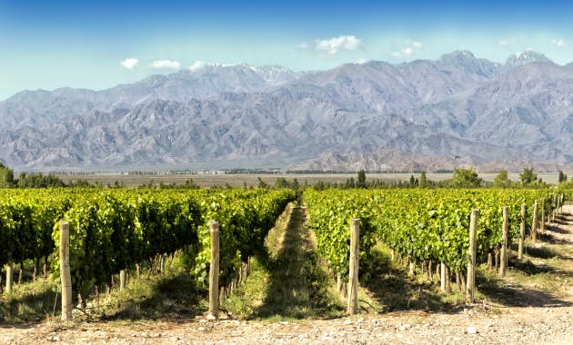 Vineyards backed by mountains, Mendoza