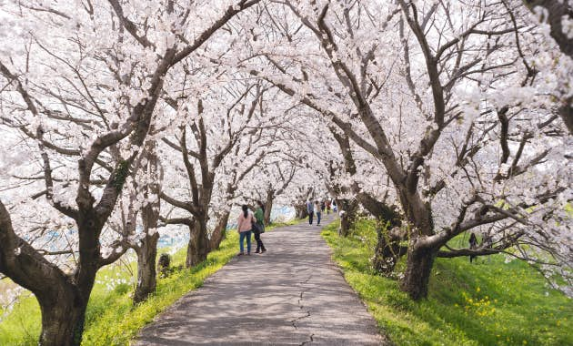 Pink and white cherry blossoms in bloom along a path