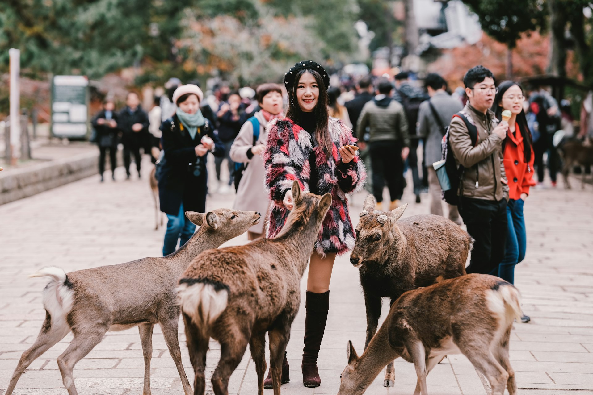 A woman surrounded by deer in Nara, Japan