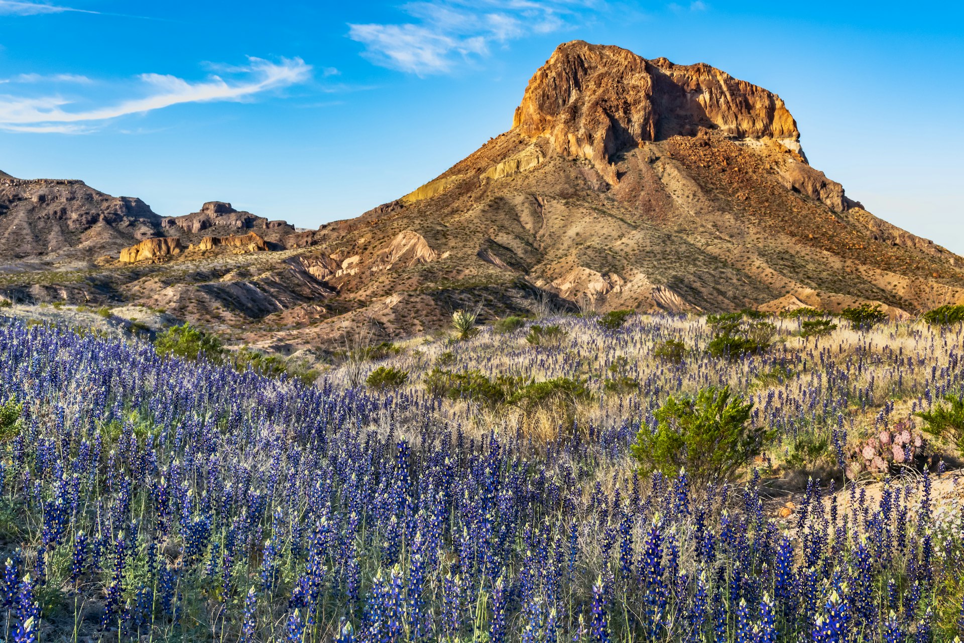 Campo de chapéus azuis ao lado de Cerro Castella no Parque Nacional Big Bend, oeste do Texas, EUA