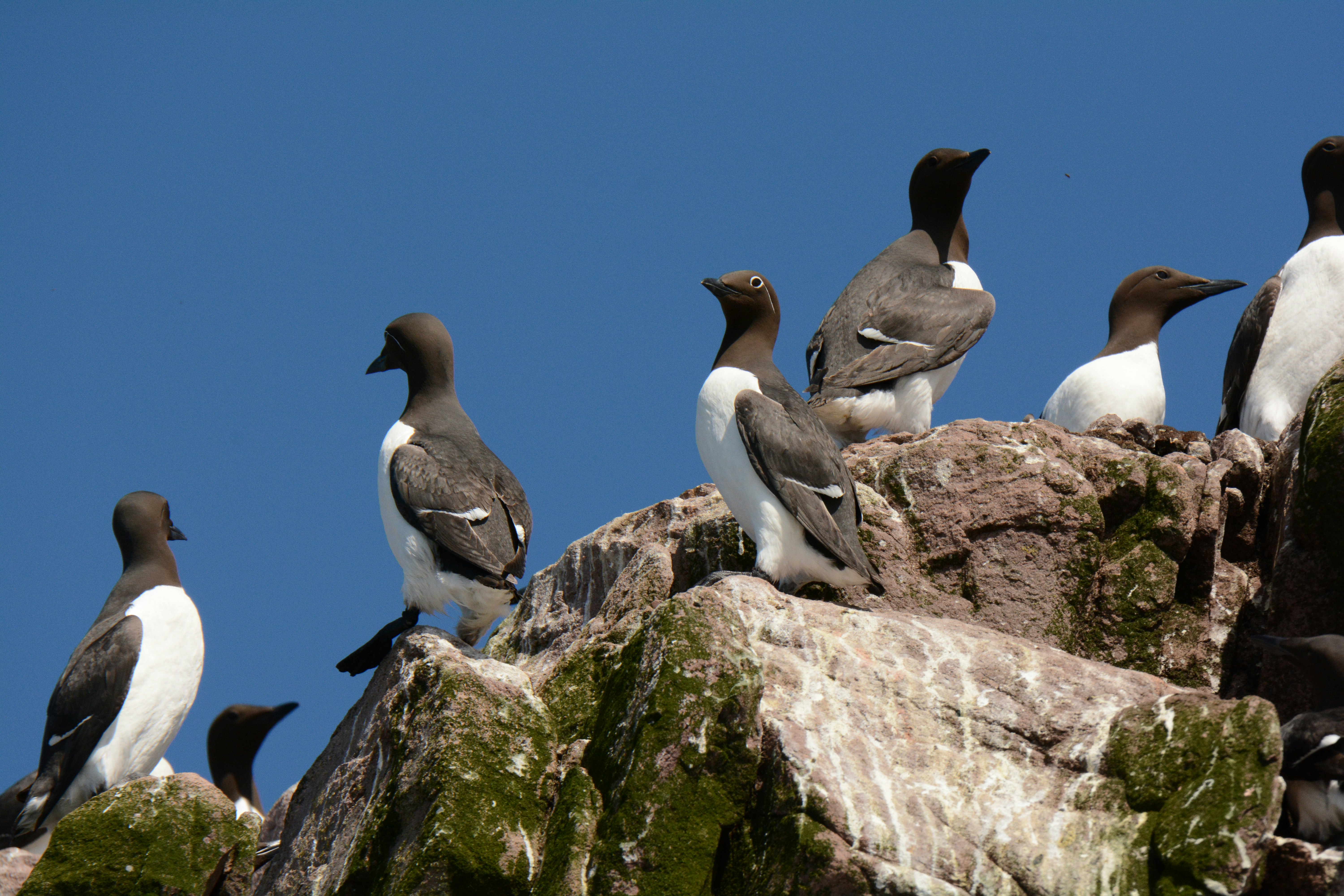 Witless Bay Ecological Reserve, Newfoundland, Canada. 20 June 2015. Common Murre at nesting colony. Uria aalge; Shutterstock ID 1882438741; full: 65050; gl: 65050; netsuite: POI; your: Erin Lenczycki
1882438741