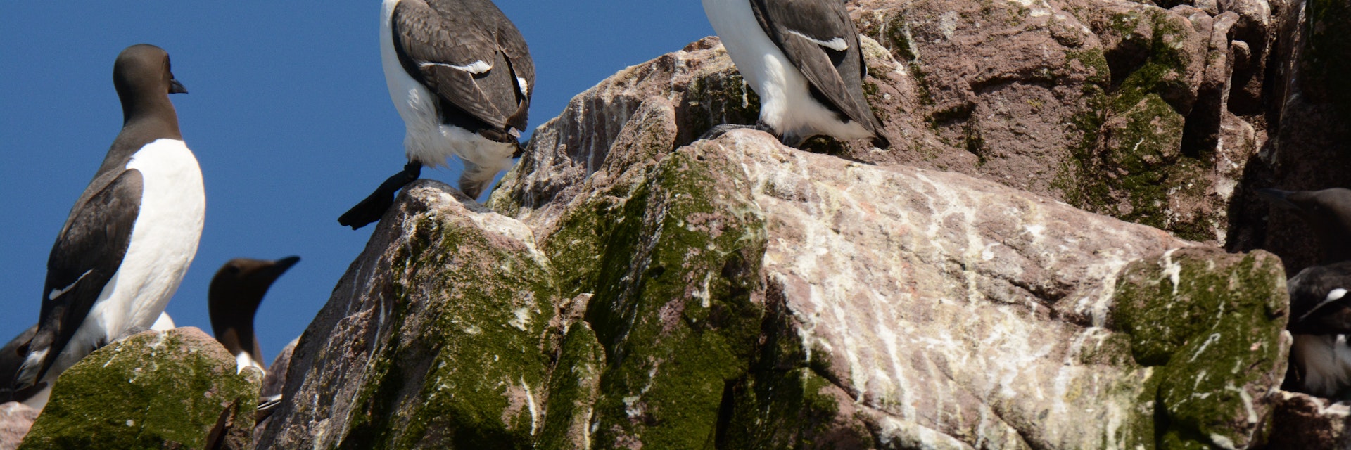 Witless Bay Ecological Reserve, Newfoundland, Canada. 20 June 2015. Common Murre at nesting colony. Uria aalge; Shutterstock ID 1882438741; full: 65050; gl: 65050; netsuite: POI; your: Erin Lenczycki
1882438741