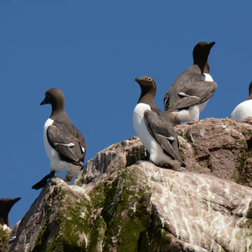 Witless Bay Ecological Reserve, Newfoundland, Canada. 20 June 2015. Common Murre at nesting colony. Uria aalge; Shutterstock ID 1882438741; full: 65050; gl: 65050; netsuite: POI; your: Erin Lenczycki
1882438741