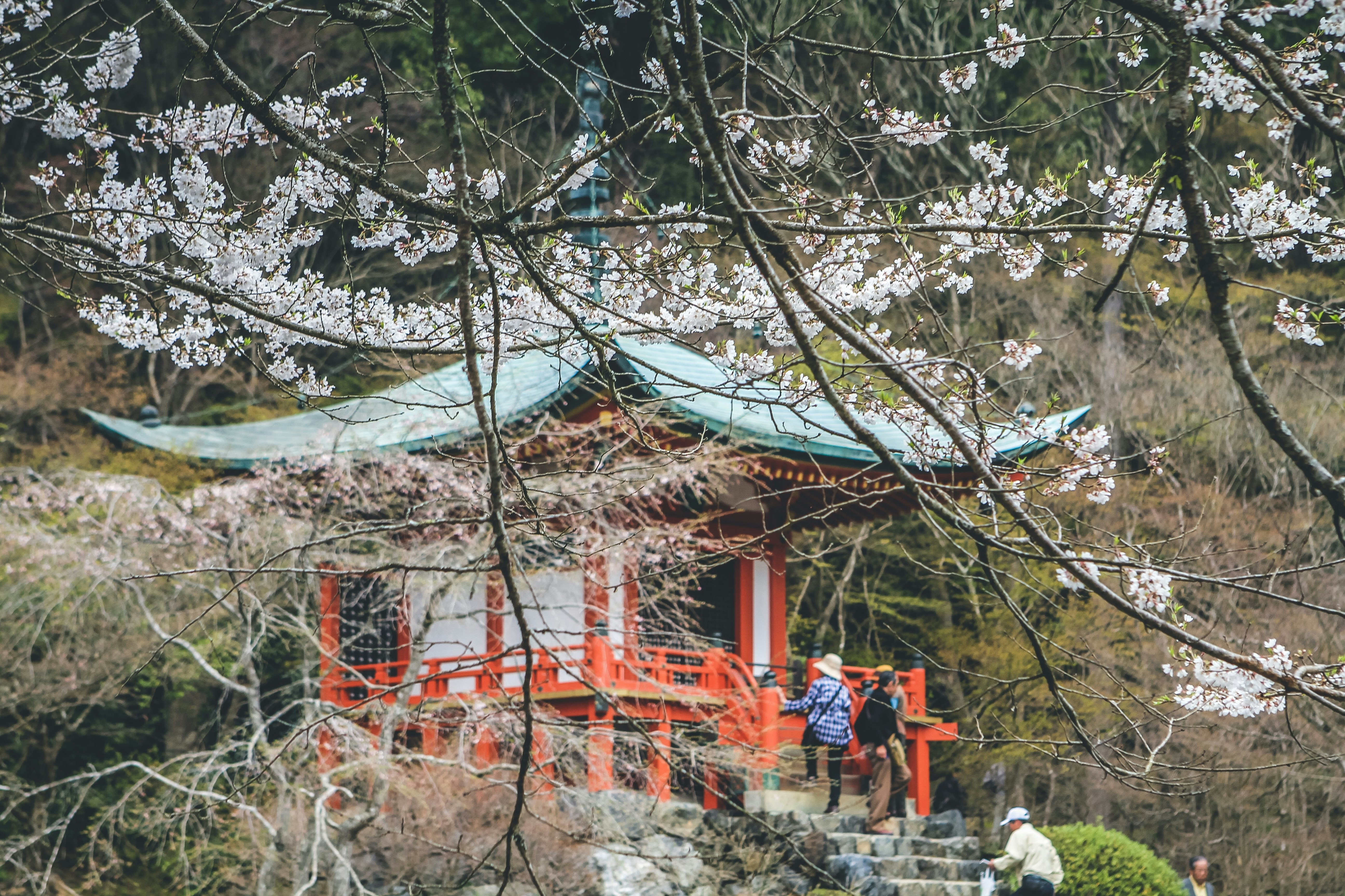 Blossoming branches in the garden at Daigo-ji temple, Kyoto, Japan