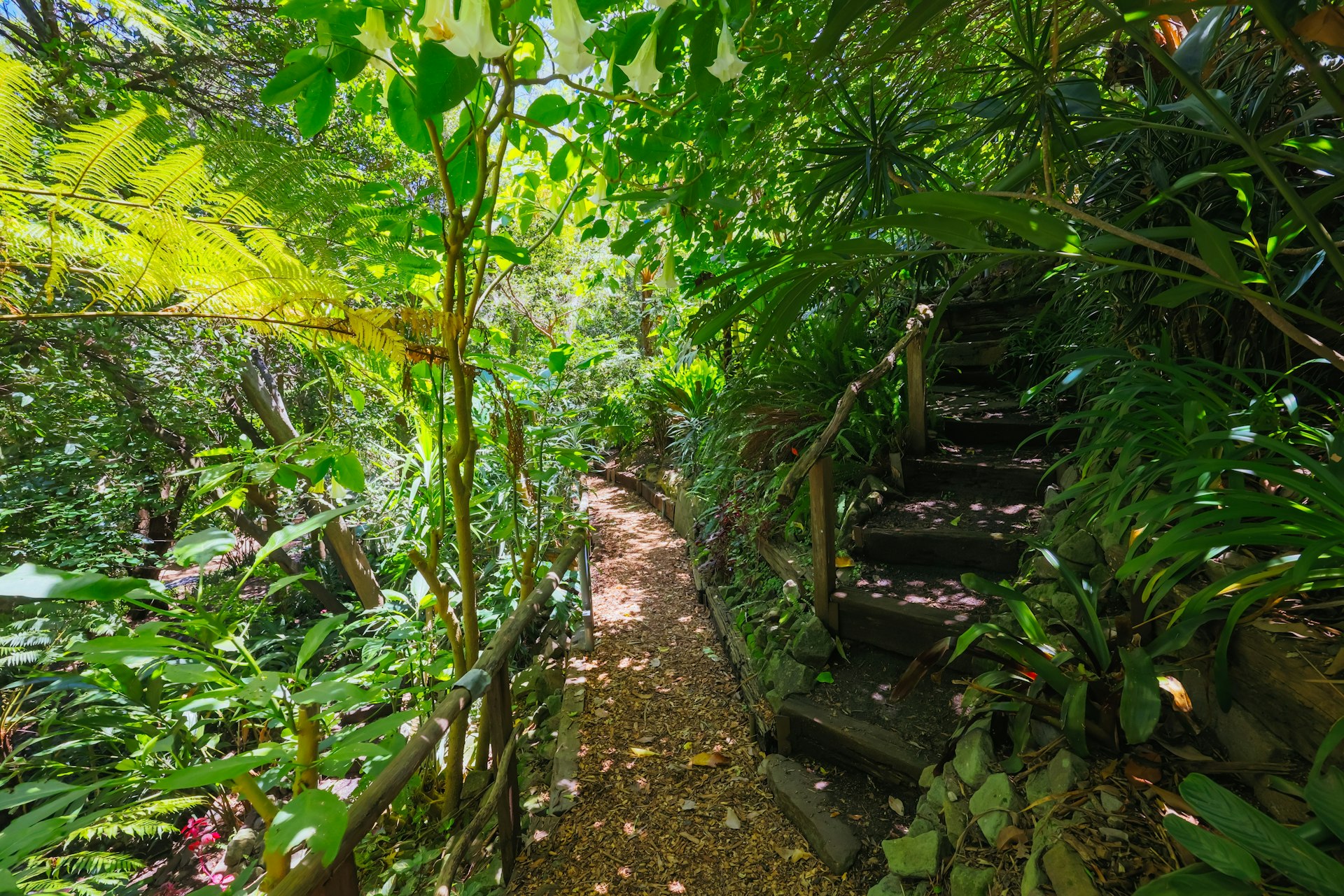 A secluded pathway in the shaded Wendy’s Secret Garden, invitingly leading upwards via rustic wooden steps. The path is flanked by an abundance of tropical plants, with large fronds and white bell-shaped flowers hanging overhead. Dappled sunlight filters through the canopy, casting a pattern of light and shadow on the ground.