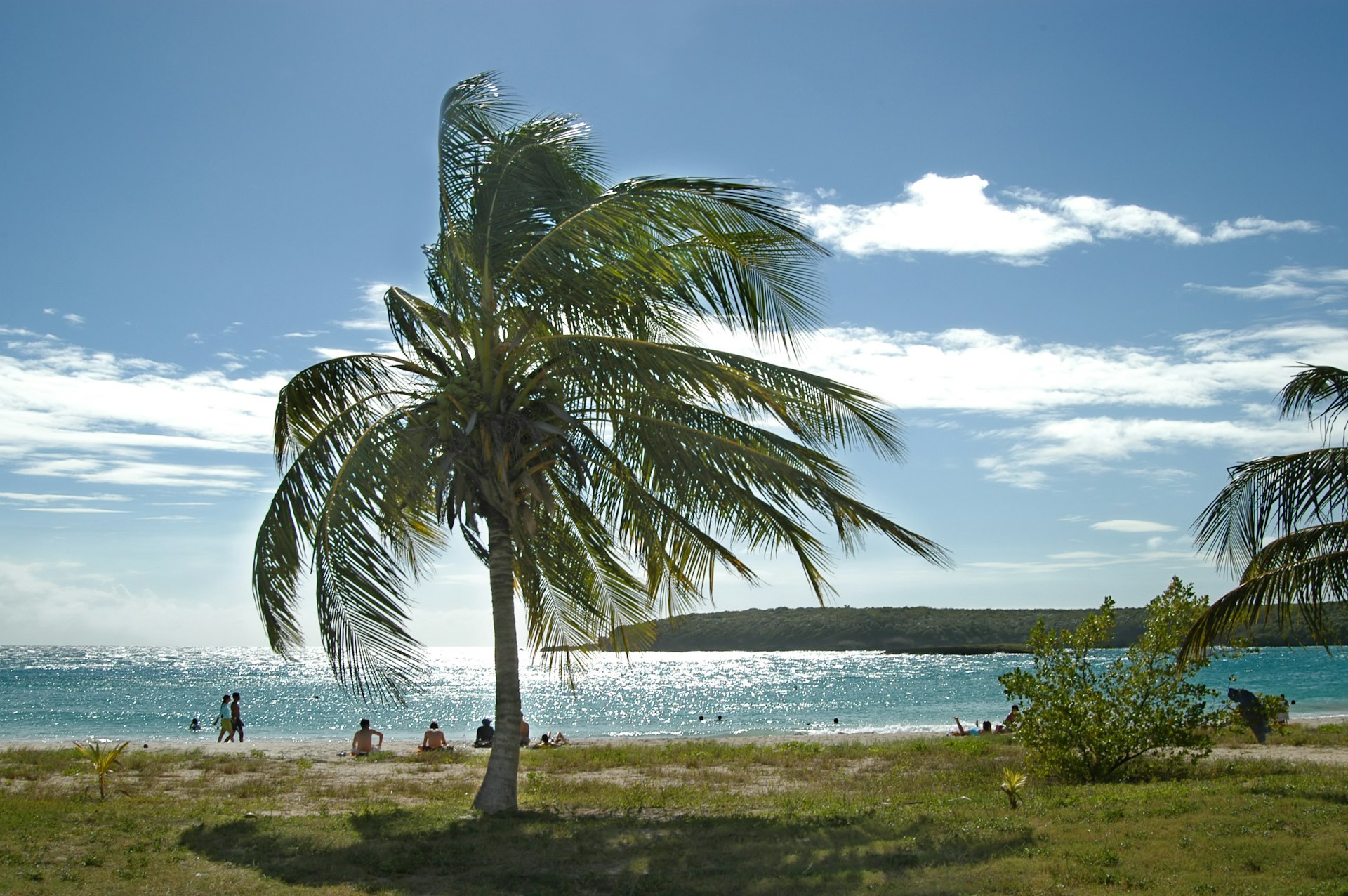 A palm tree along a beach on Vieques, Puerto Rico