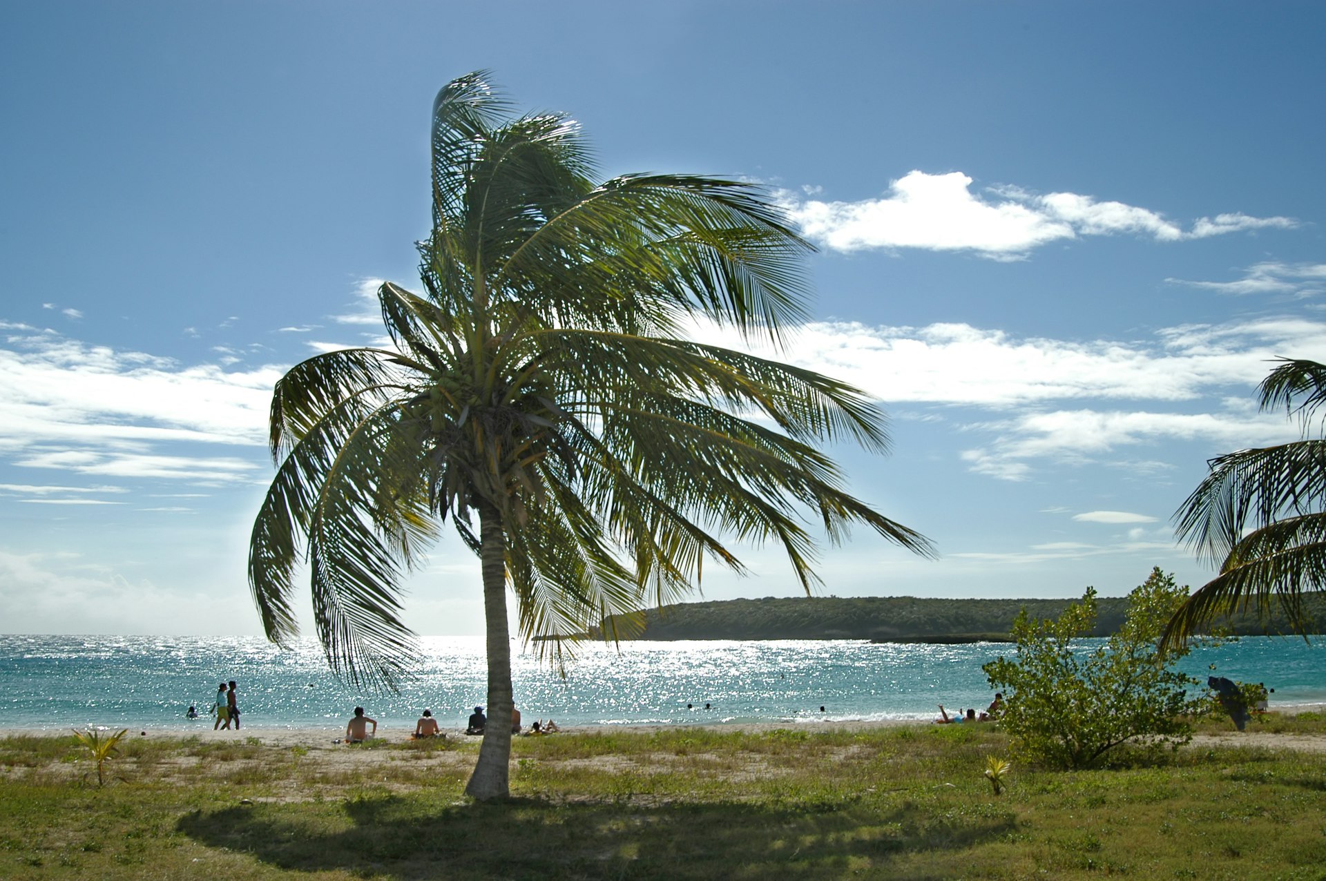 Uma palmeira ao longo de uma praia em Vieques, Porto Rico