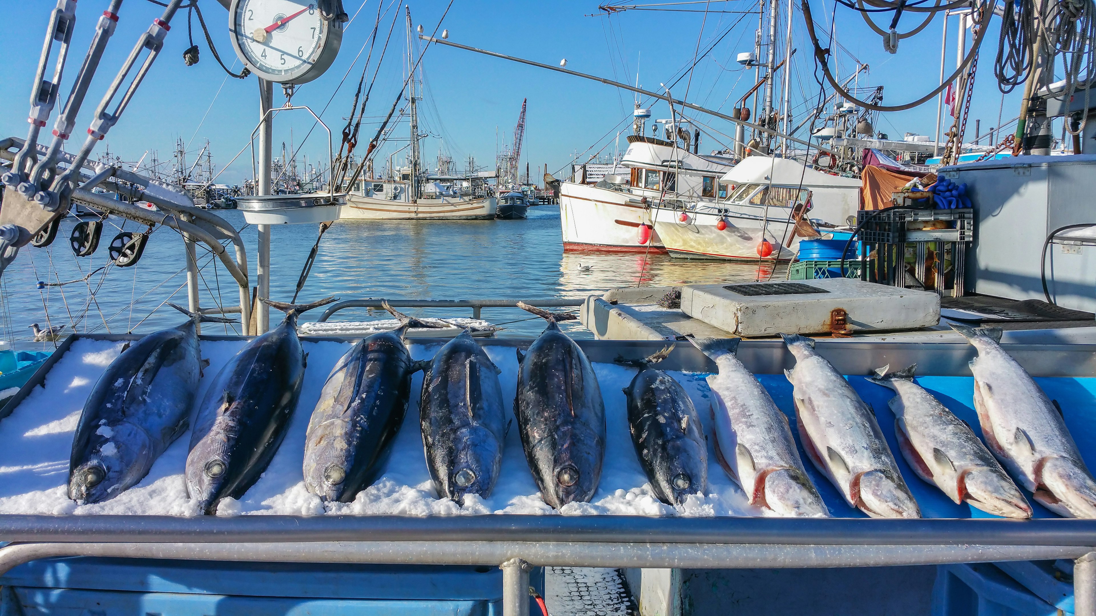 Freshly caught fish in the harbor of Steveston Village, Richmond, British Columbia, Canada