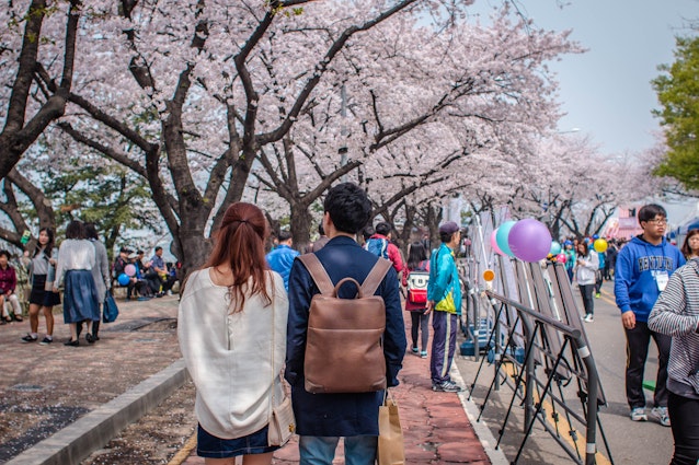 SEOUL, SOUTH KOREA APRIL 10,2016:YEONGDEUNGPO YEOUIDO PARK,couple are walking on the road park around colorful cherry blossom festival.
413272231