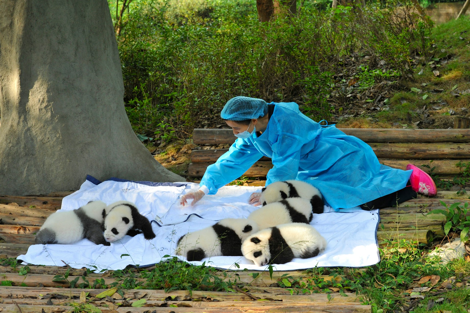 A caretaker with baby pandas, Chengdu