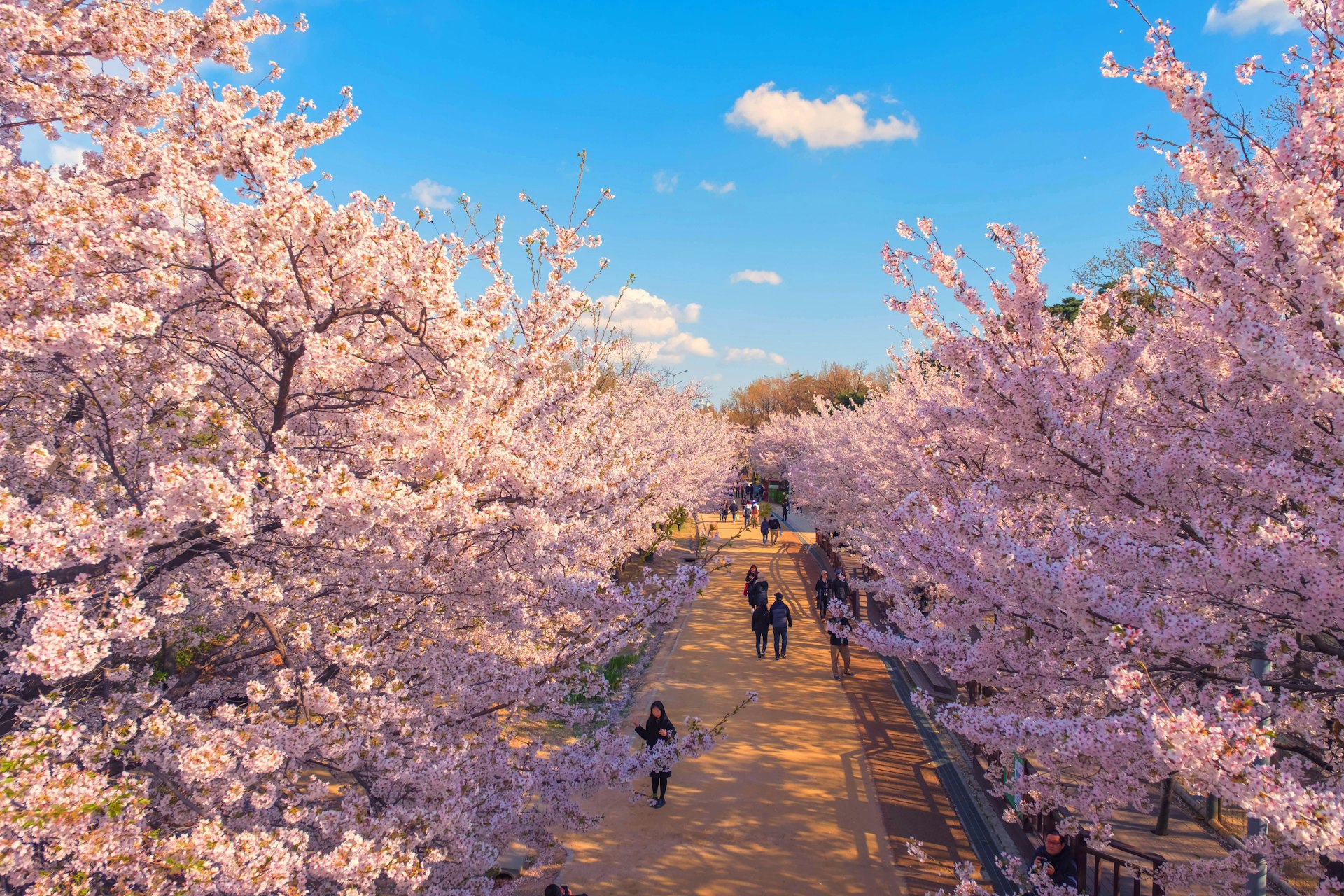 People walk among cherry blossoms in spring at Seoul Forest public park, Seoul, South Korea