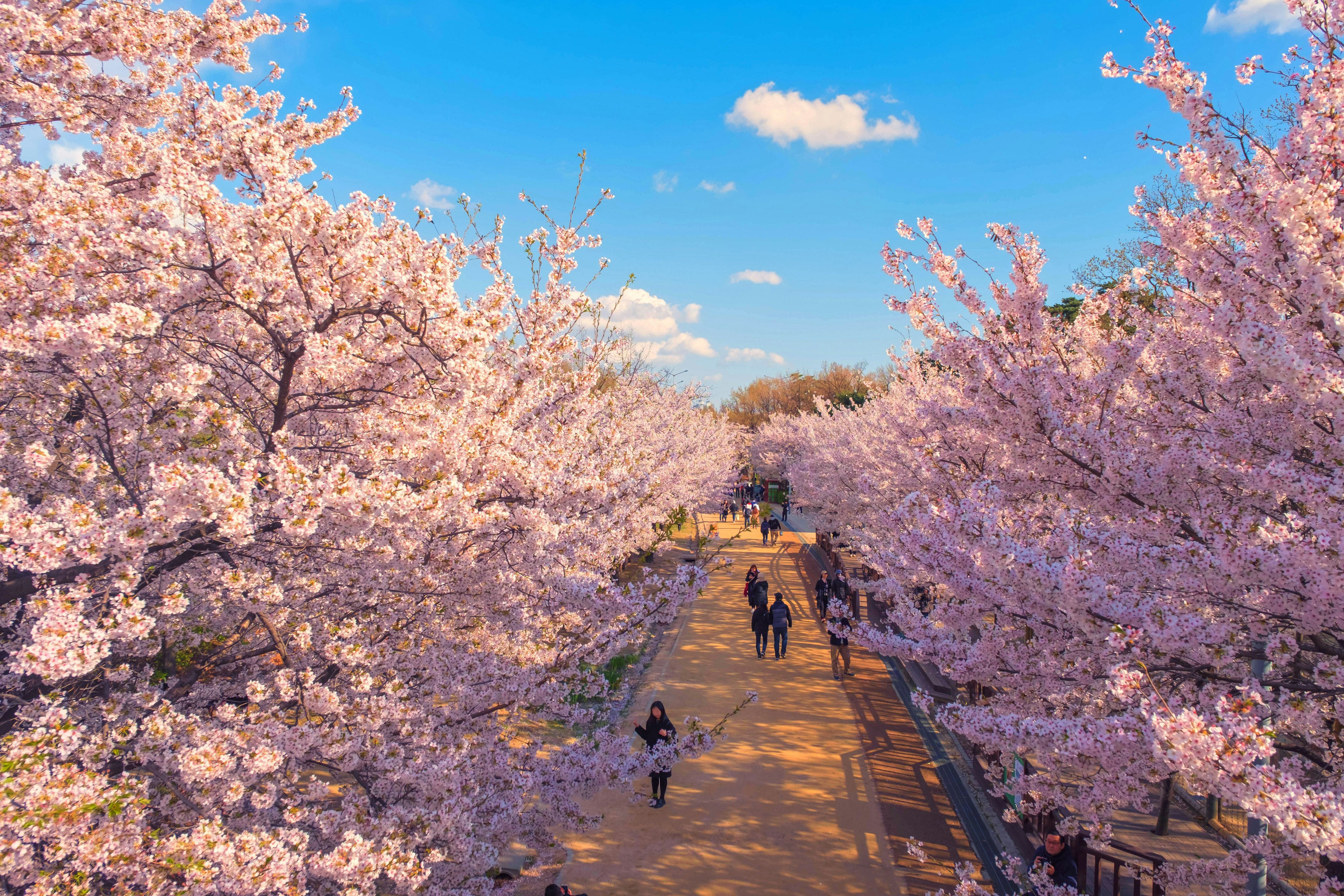 Cherry blossoms in spring at Seoul Forest public park, Seoul, South Korea